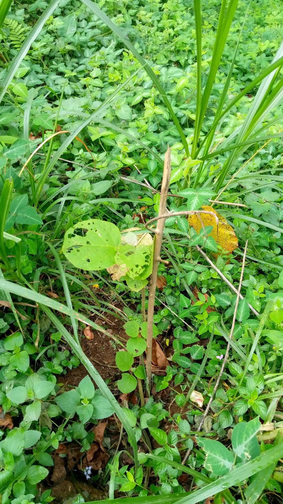 tree