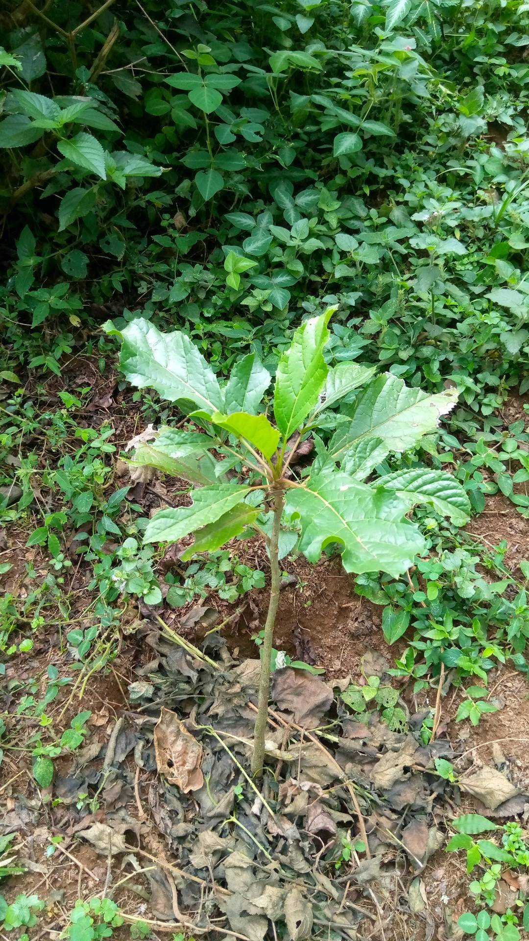 tree