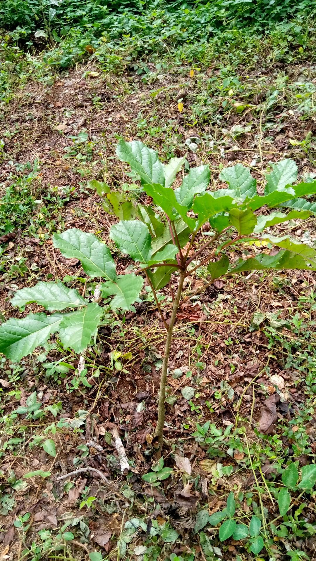 tree