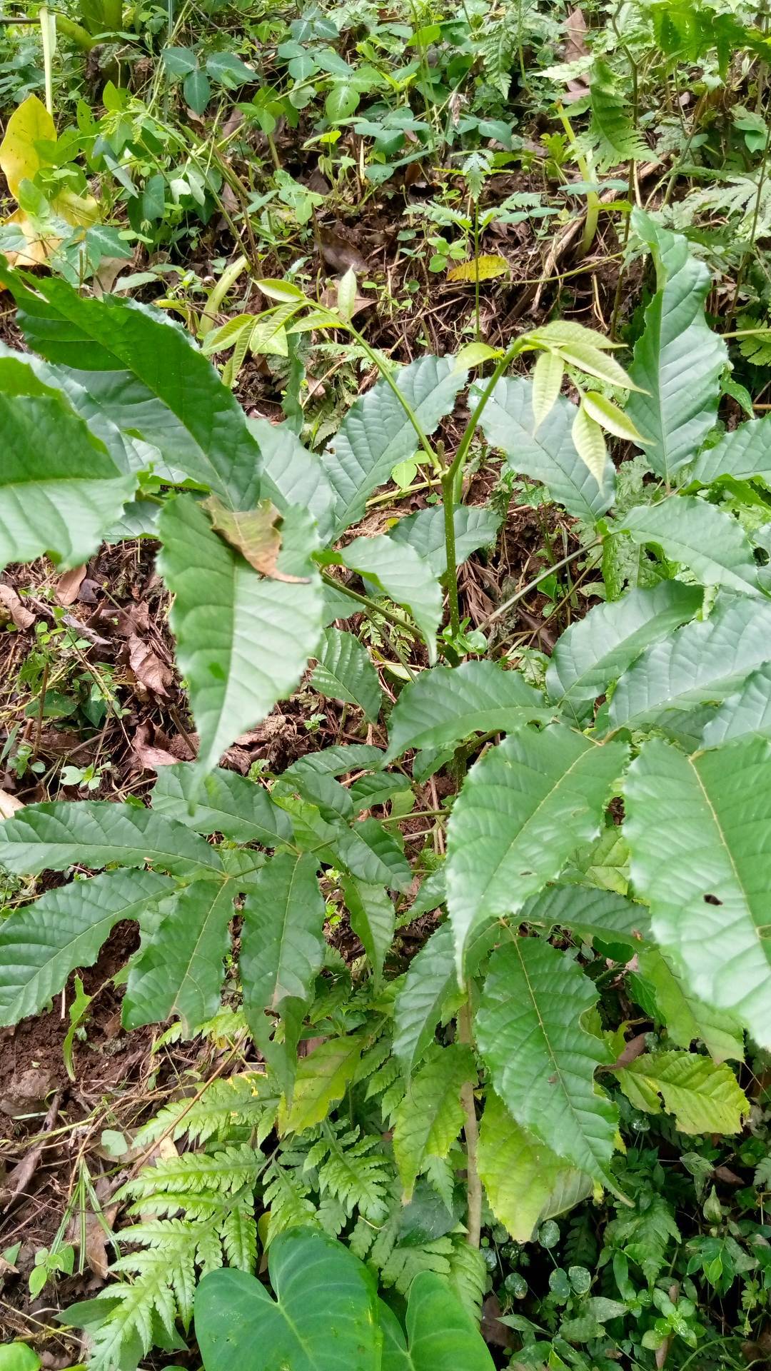 tree