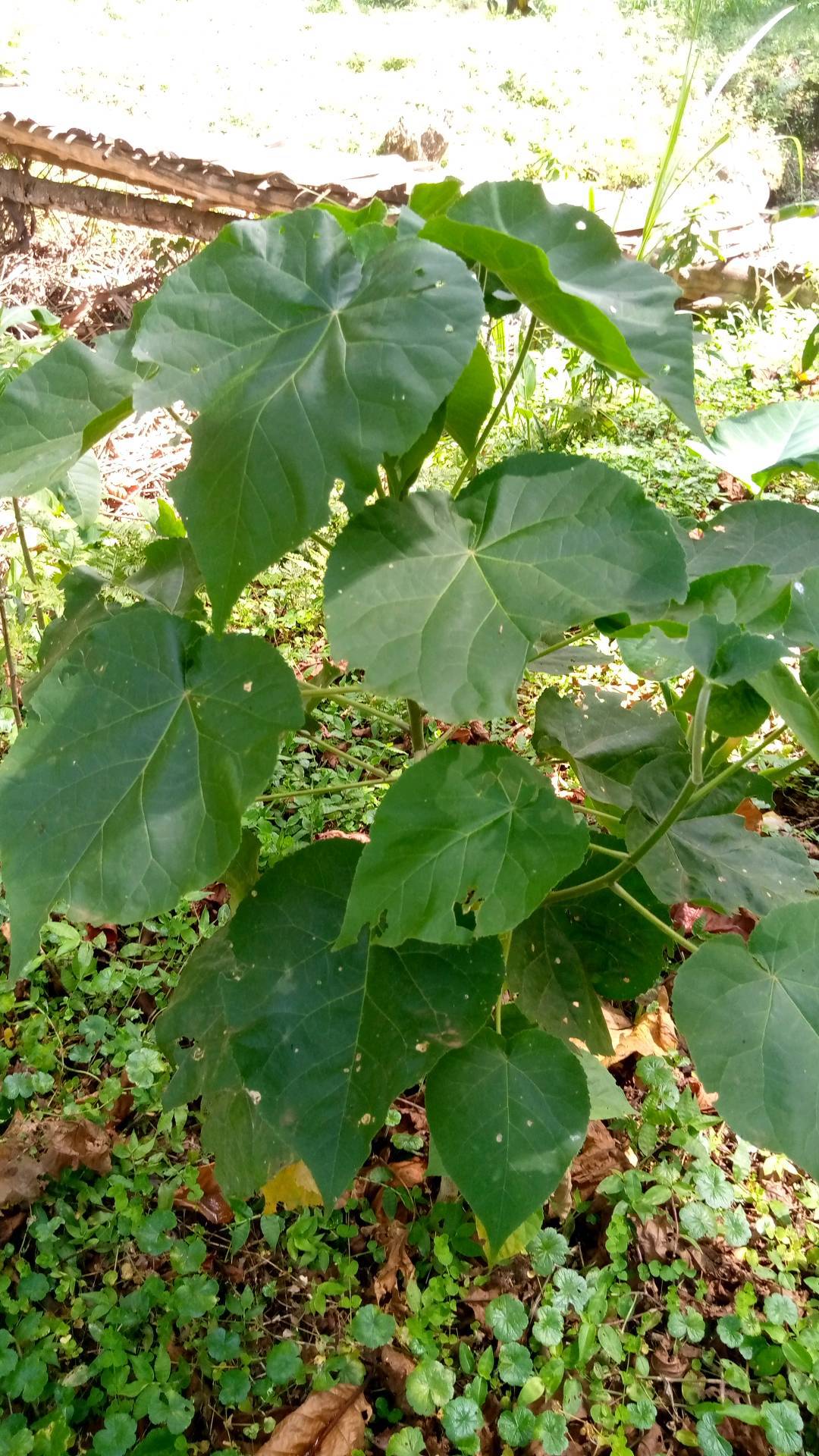 tree