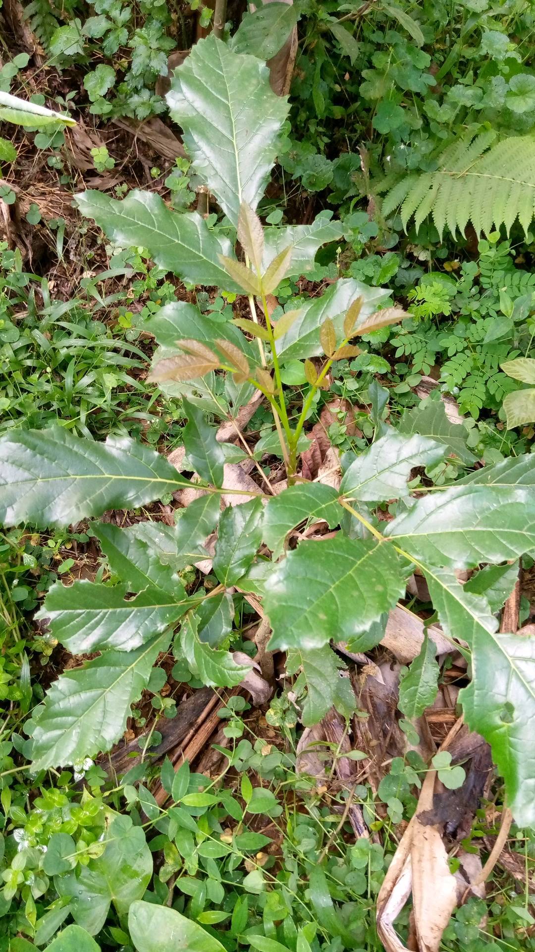 tree