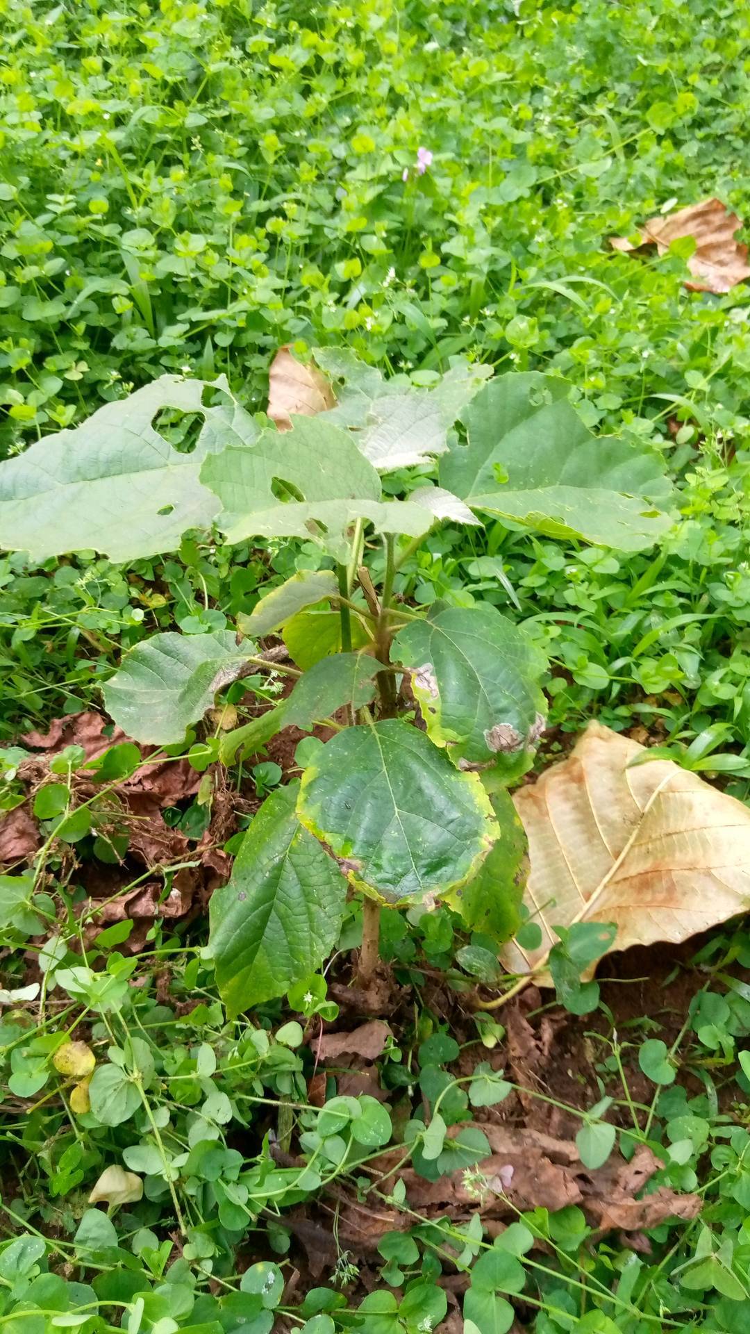 tree