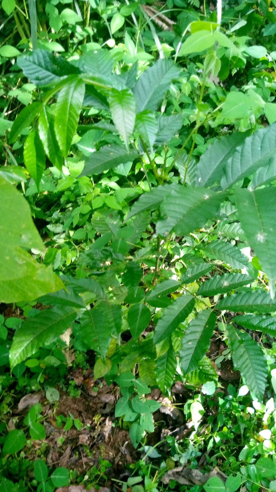 tree