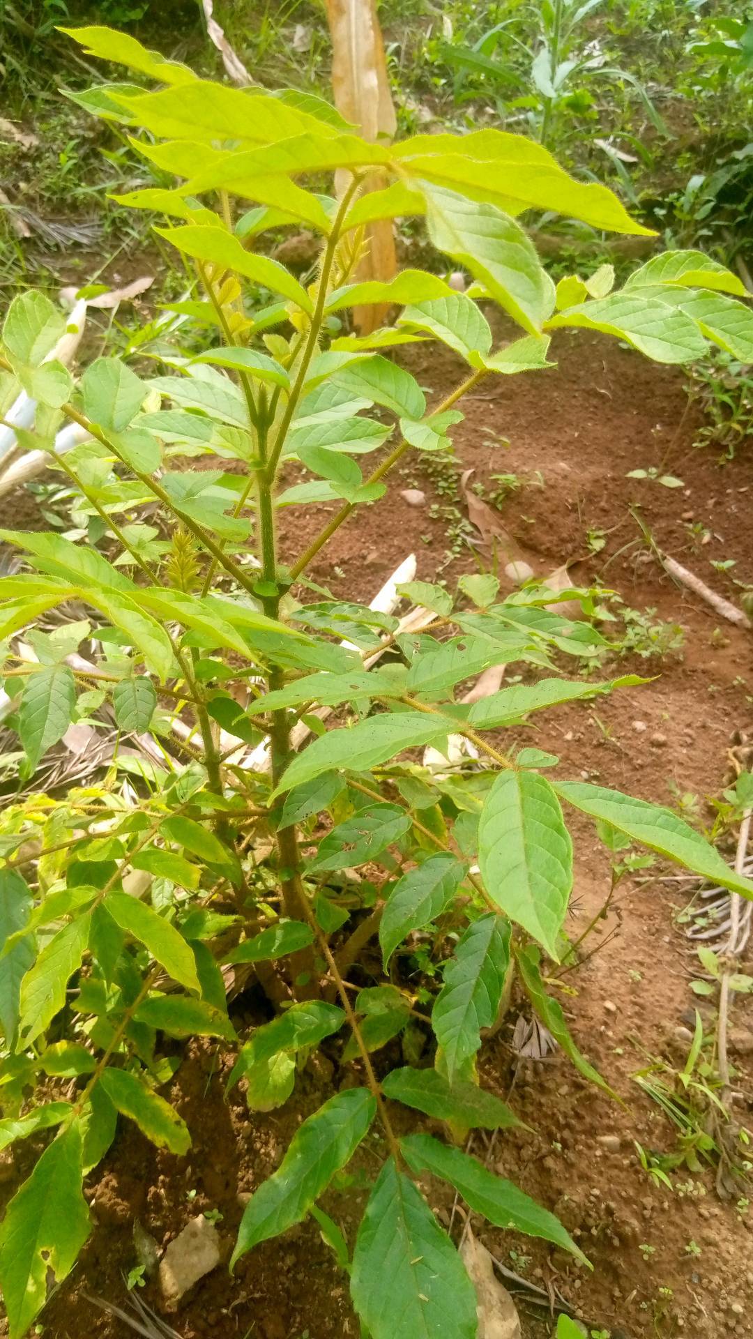 tree