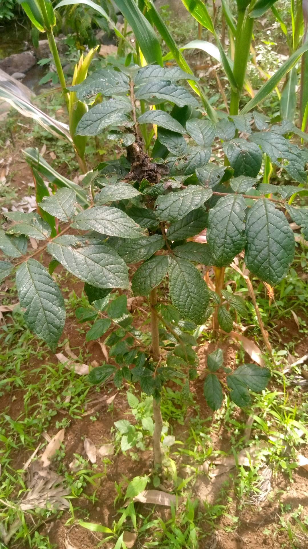 tree