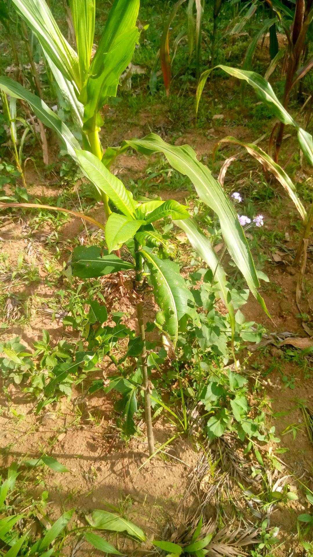 tree