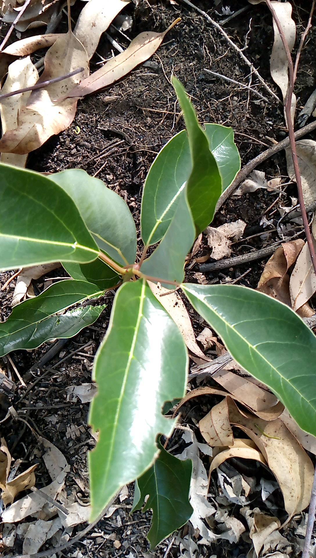 tree
