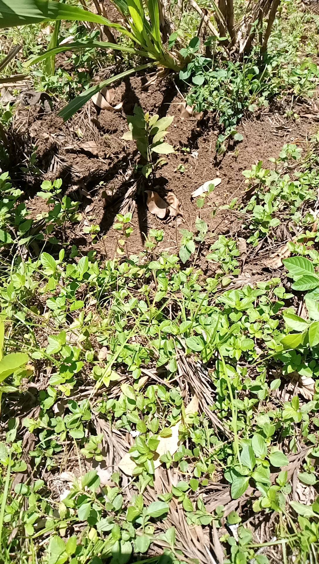 tree