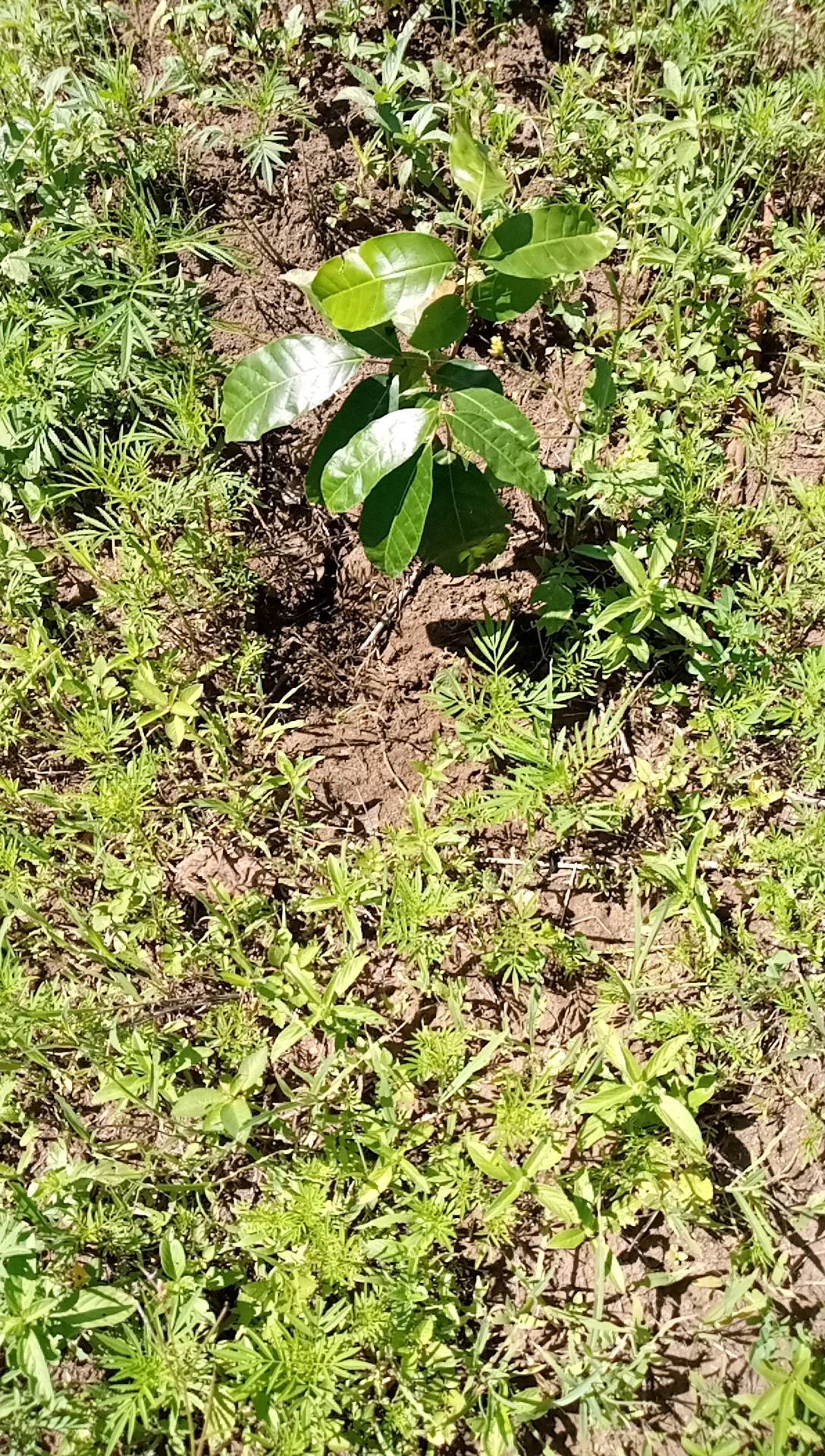 tree