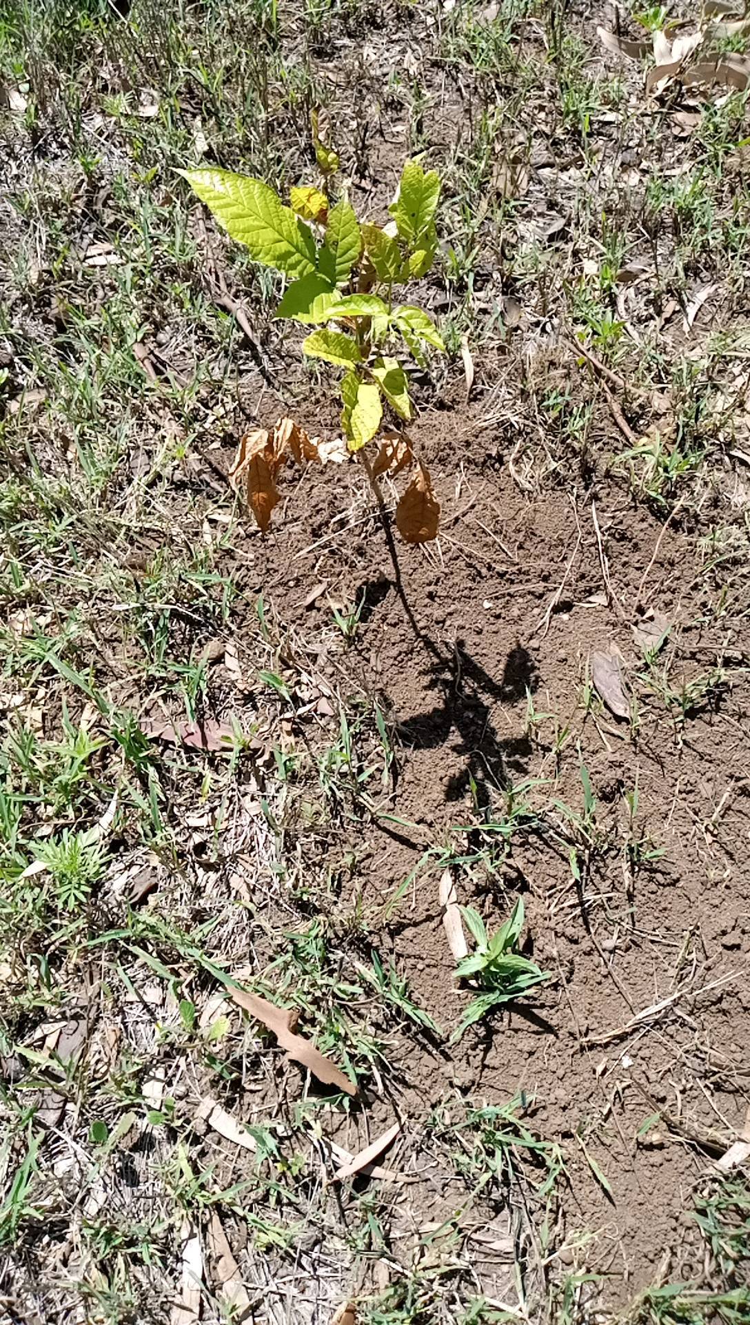tree