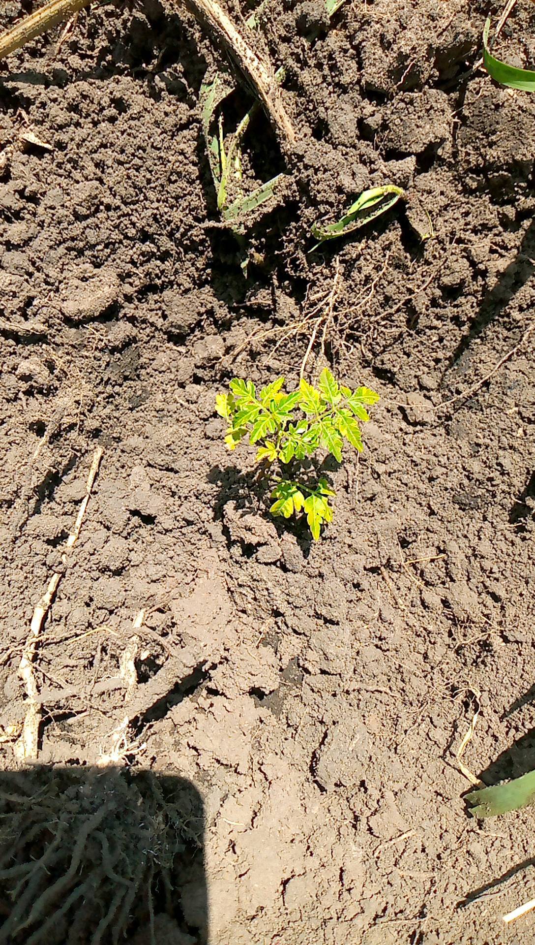 tree