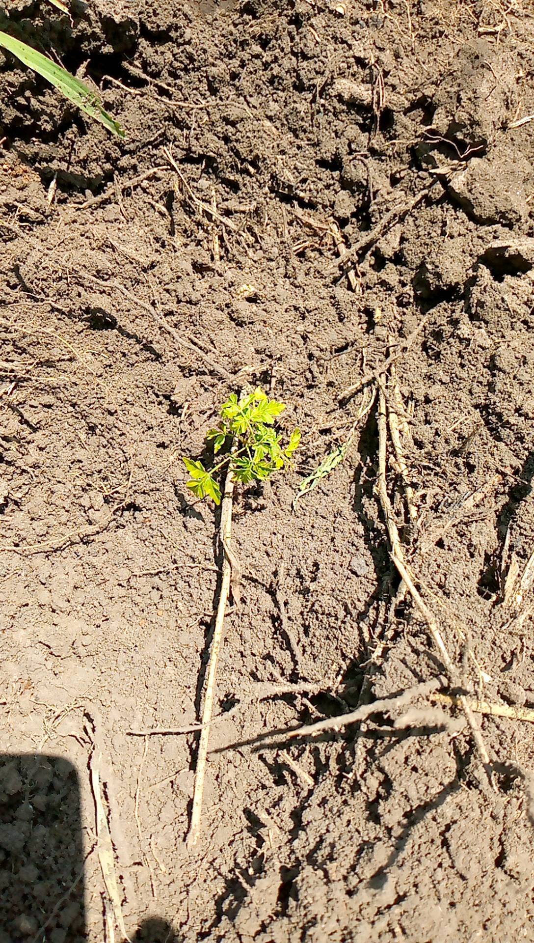 tree