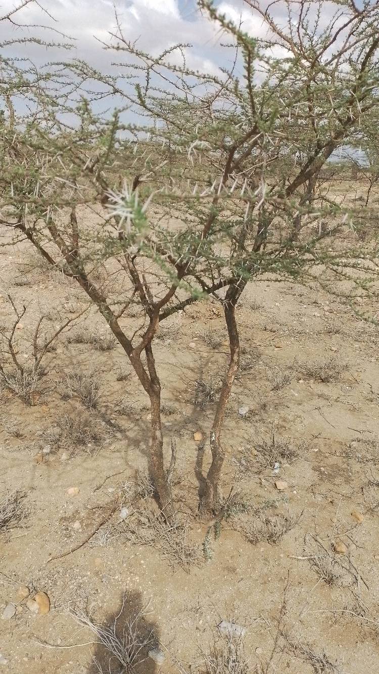 tree