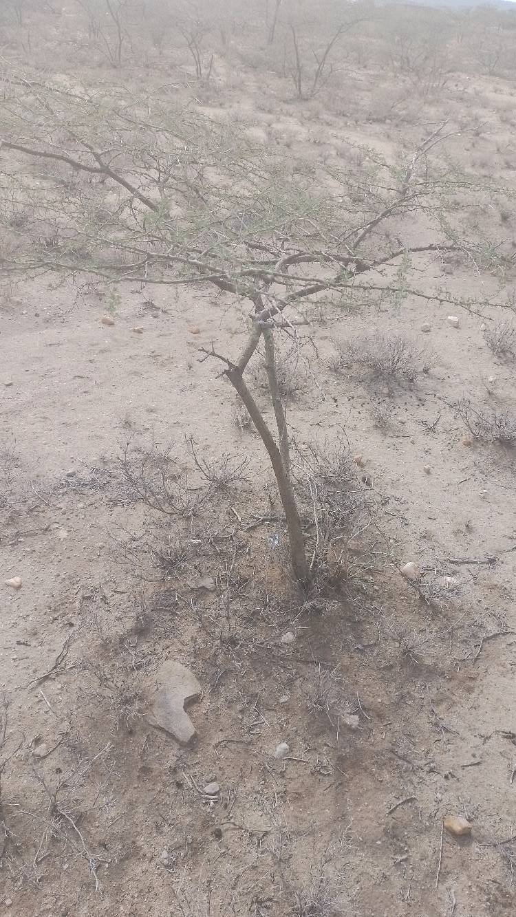 tree