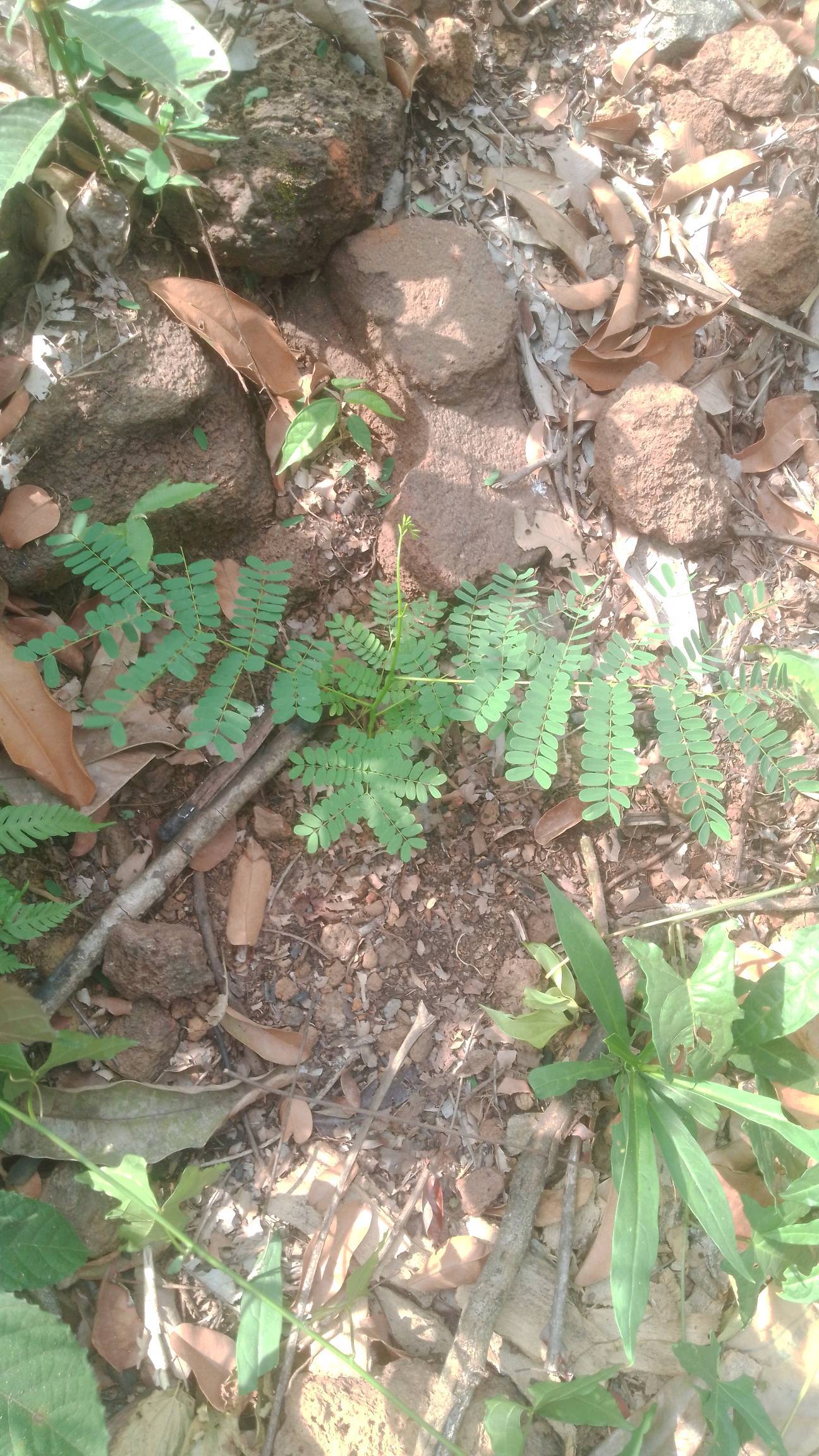tree