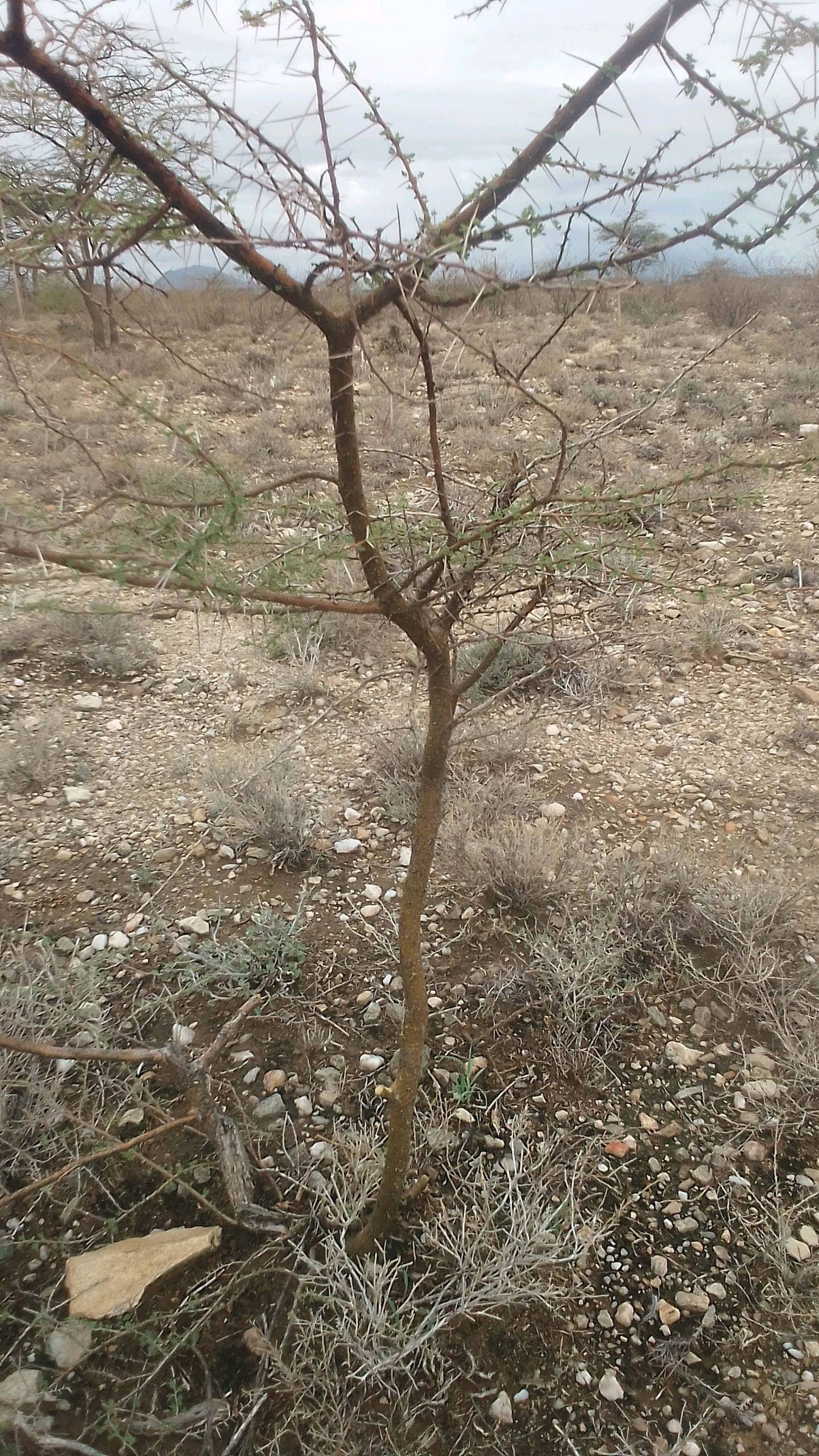 tree