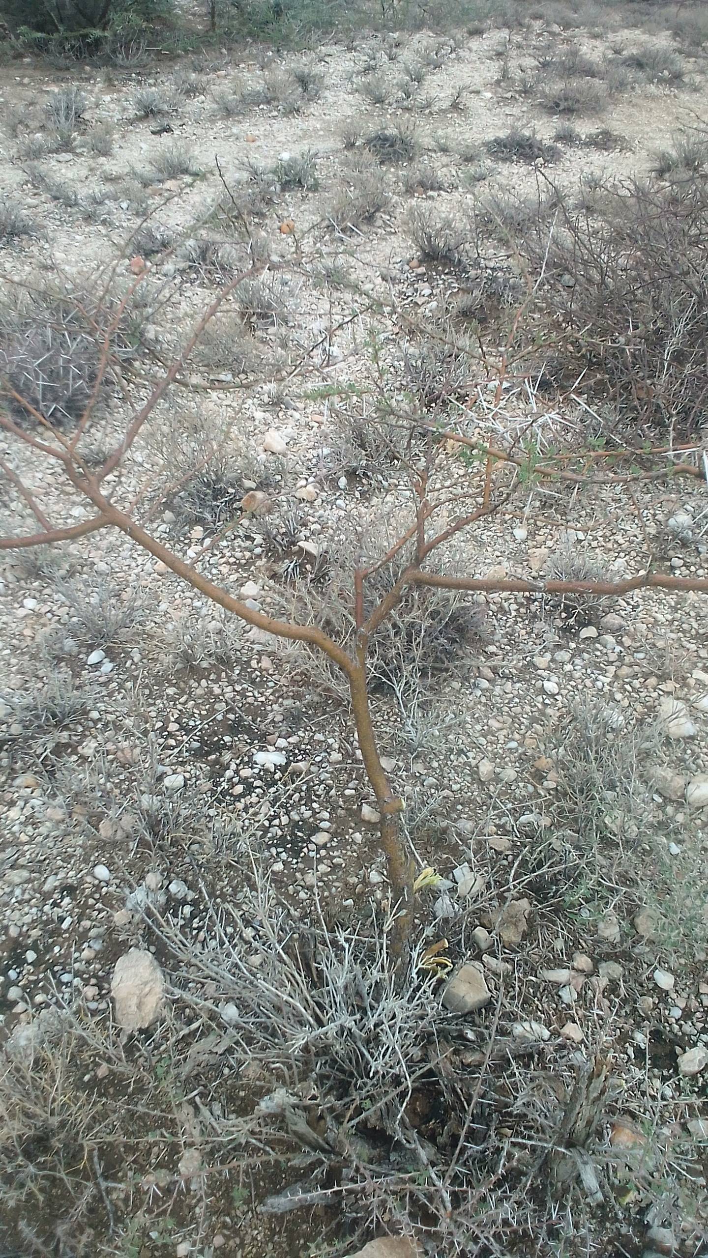 tree