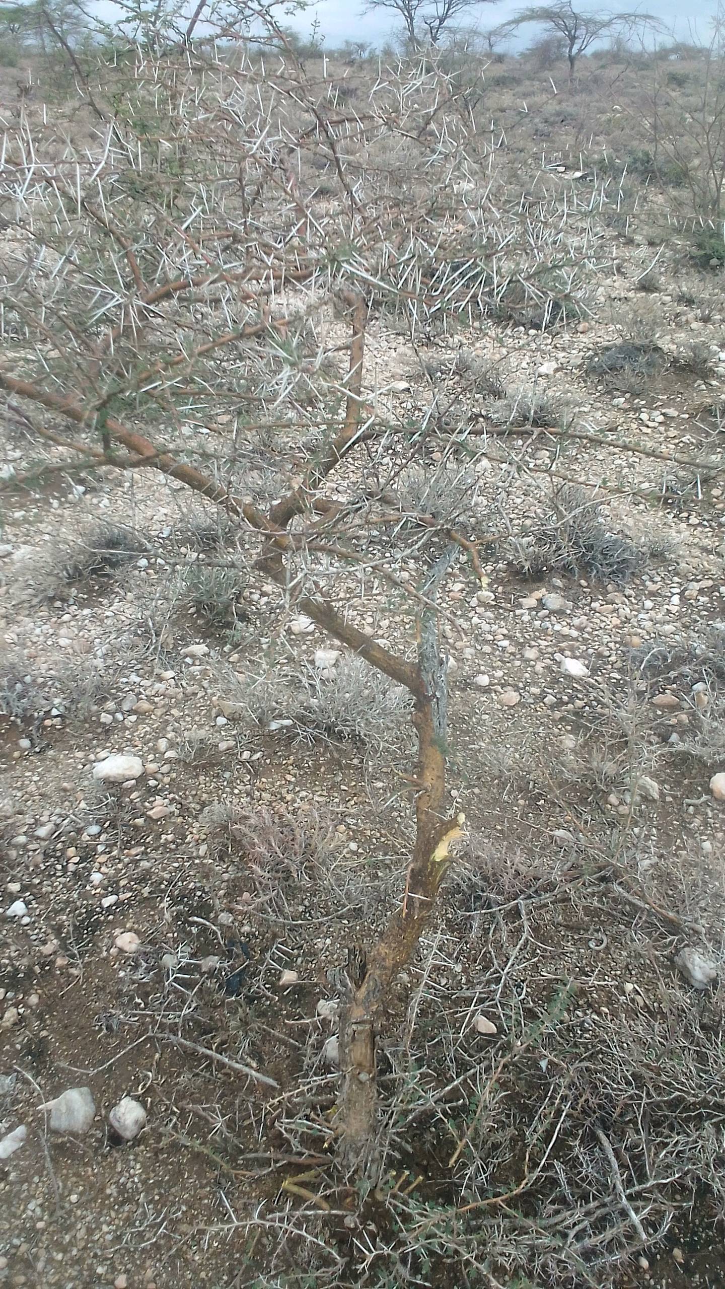 tree