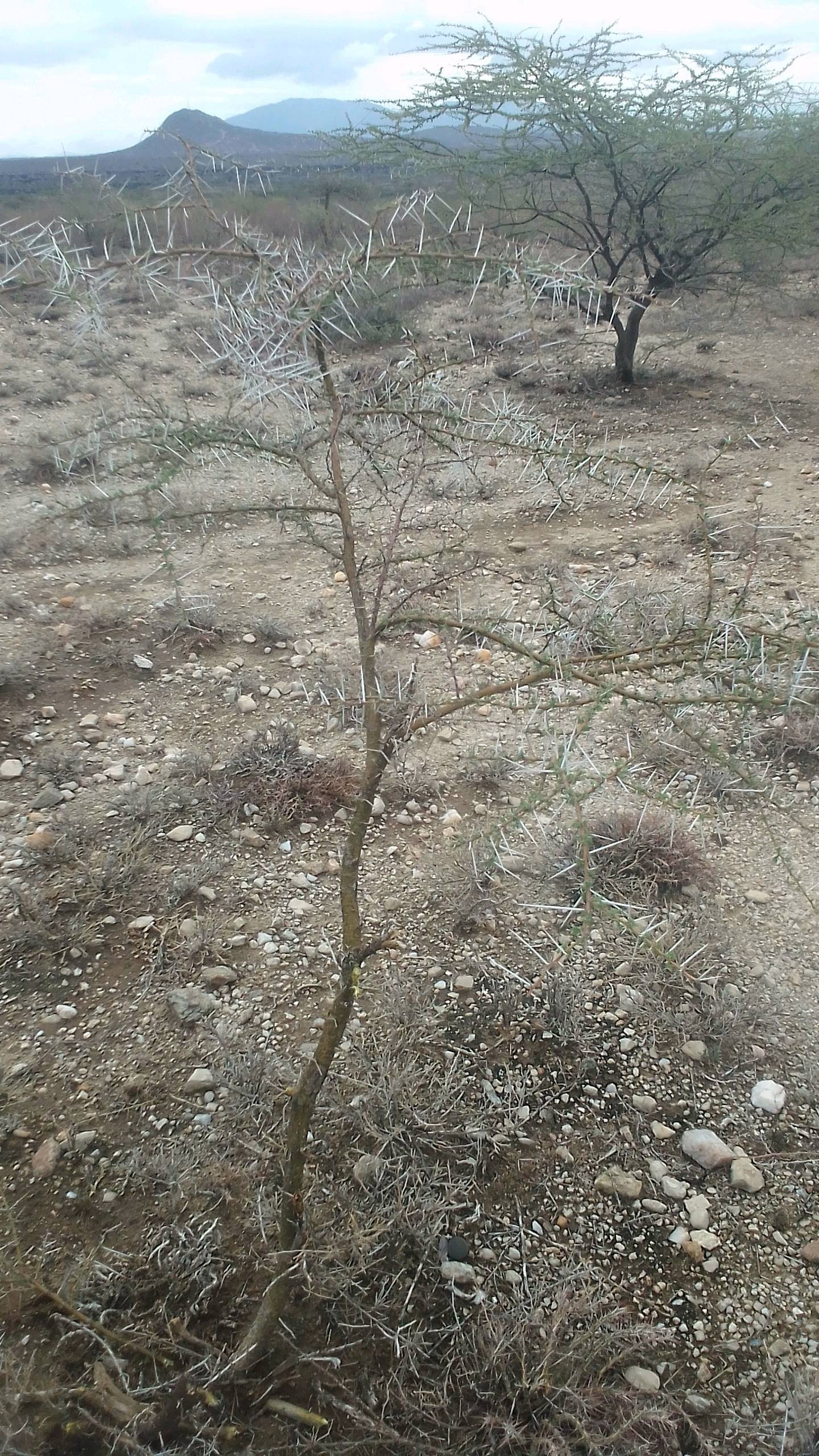 tree