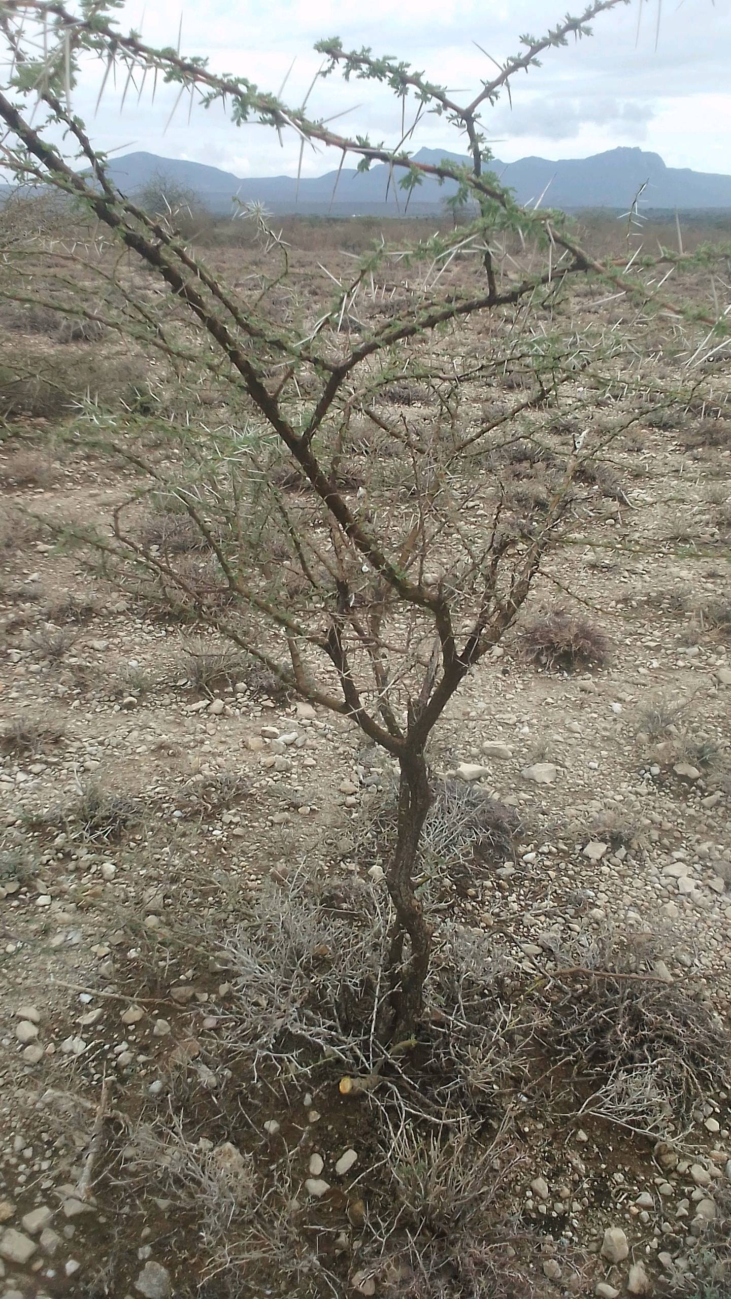 tree