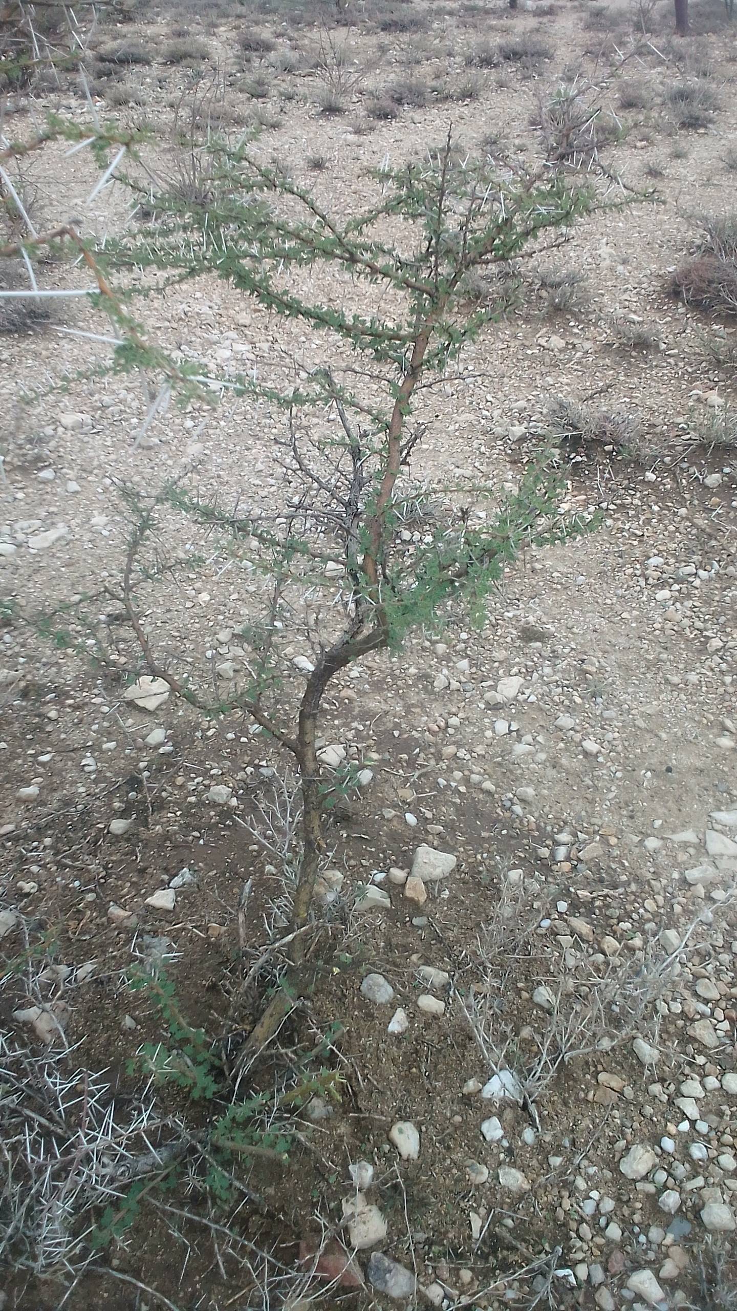 tree