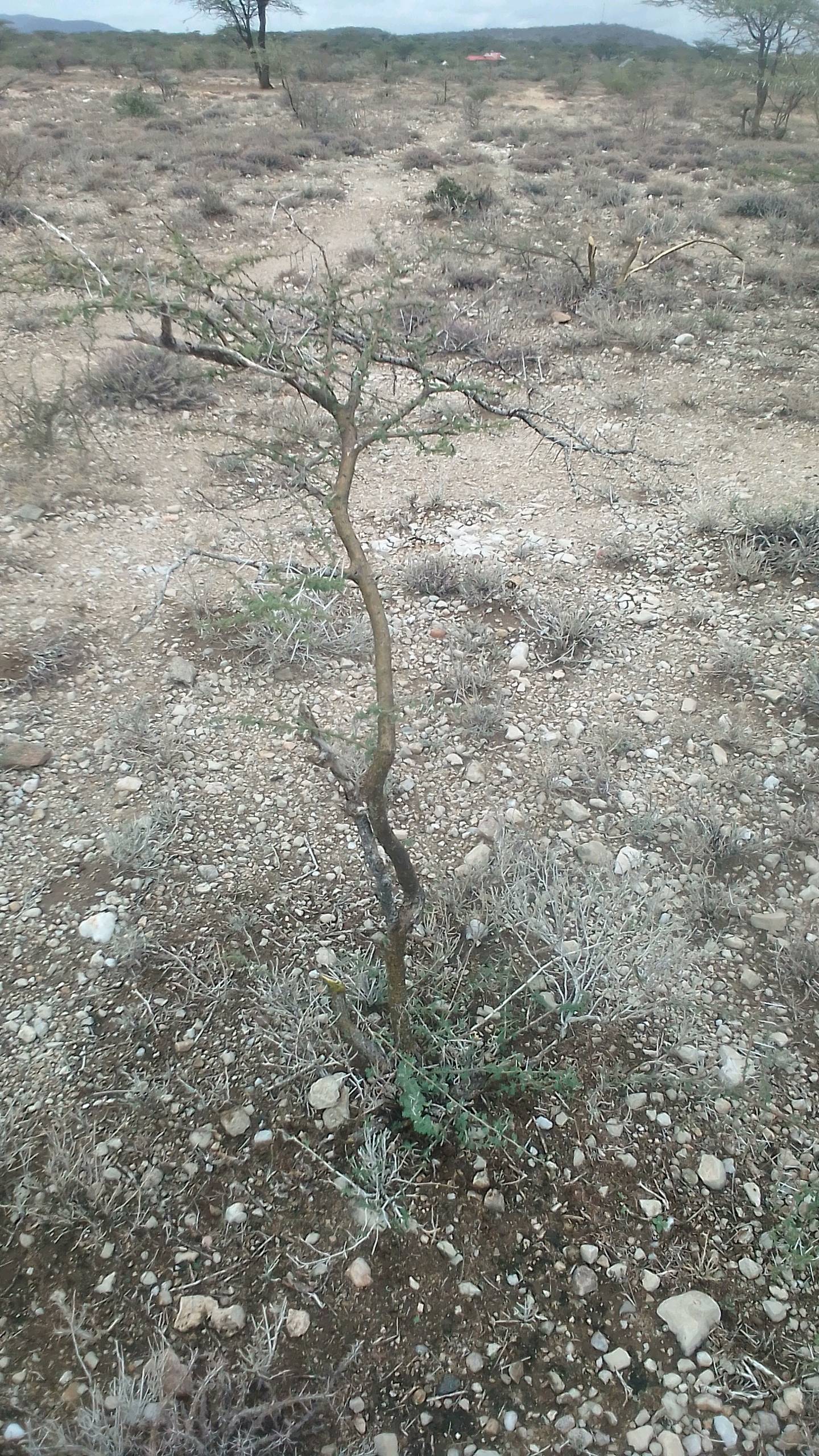 tree