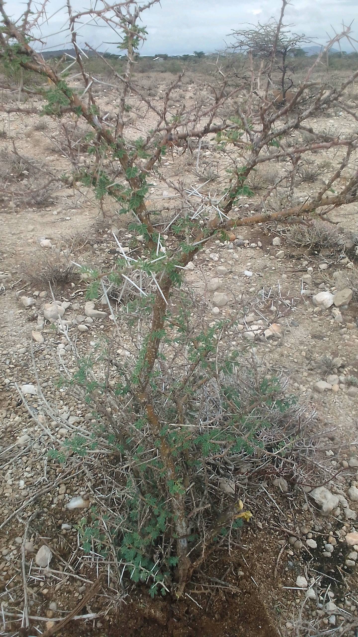 tree