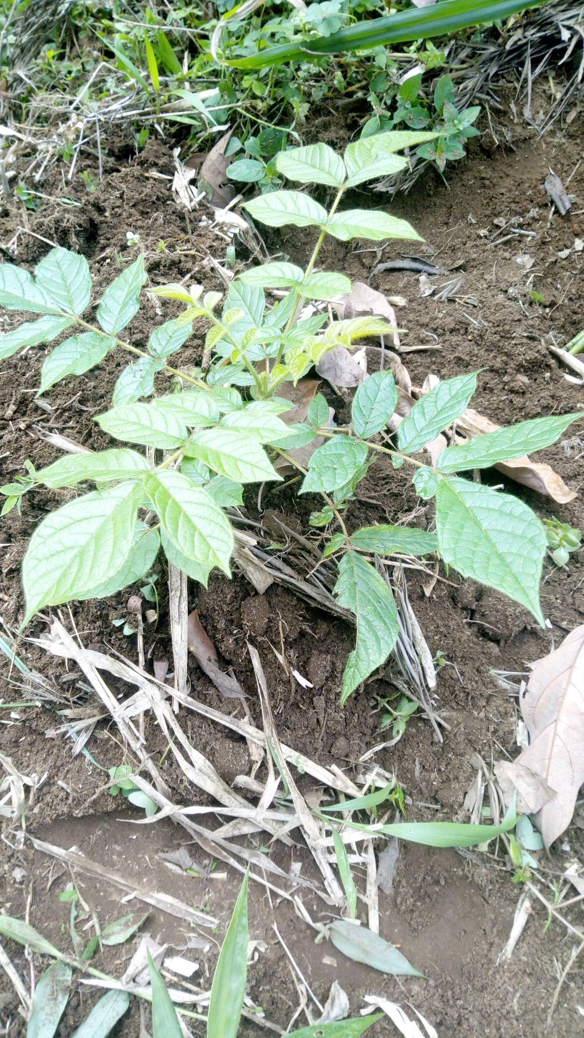 tree