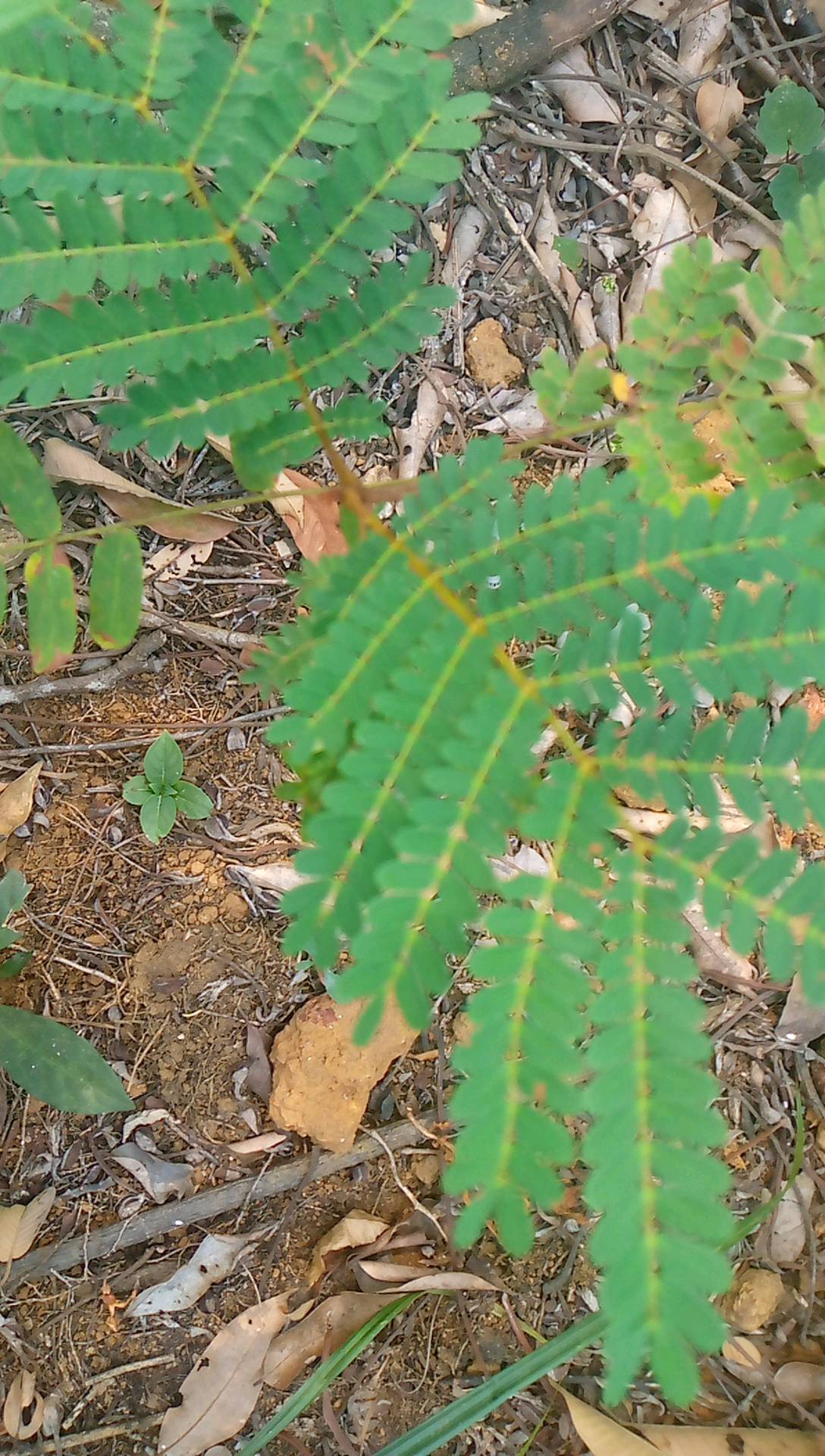 tree