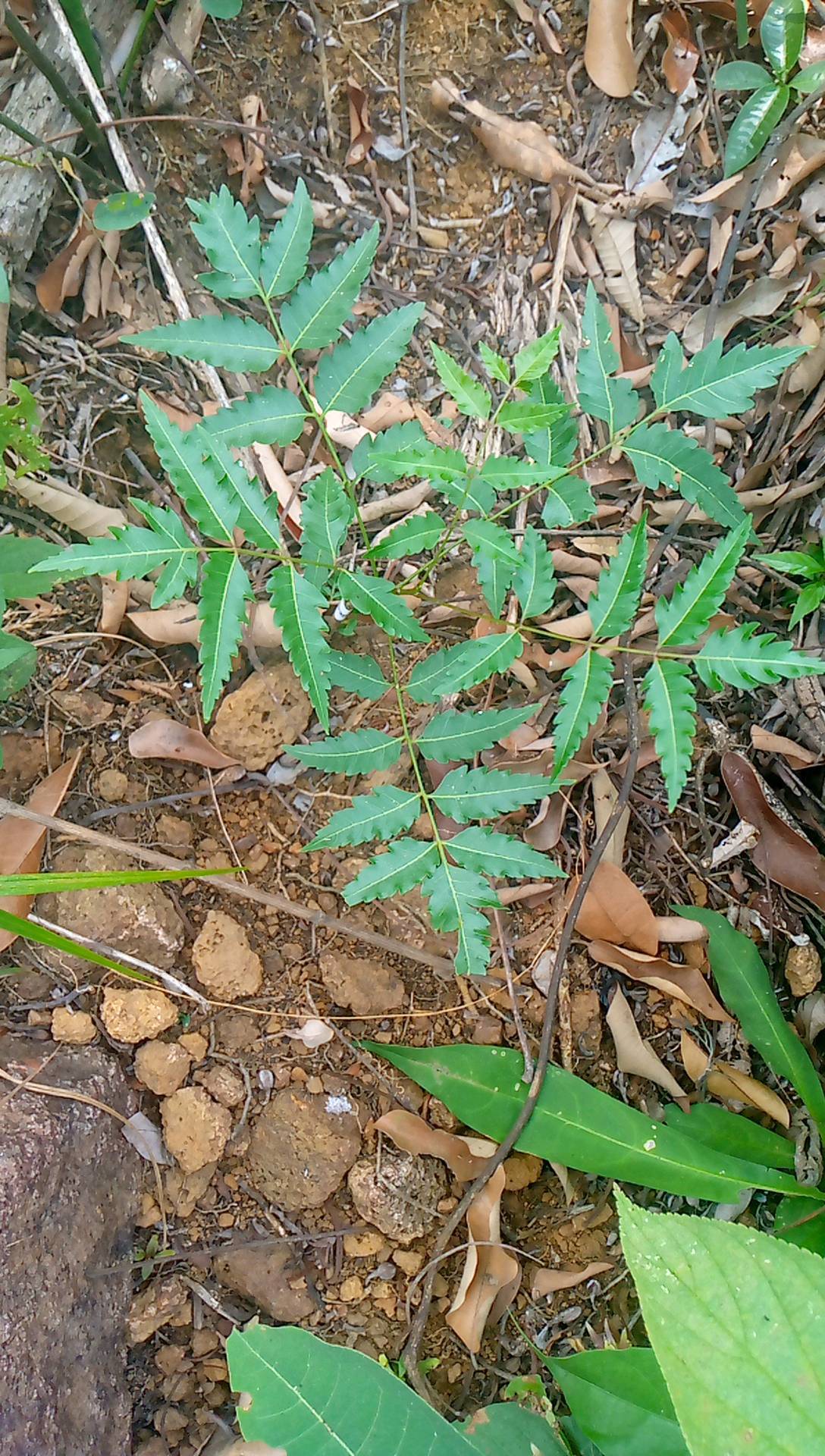 tree
