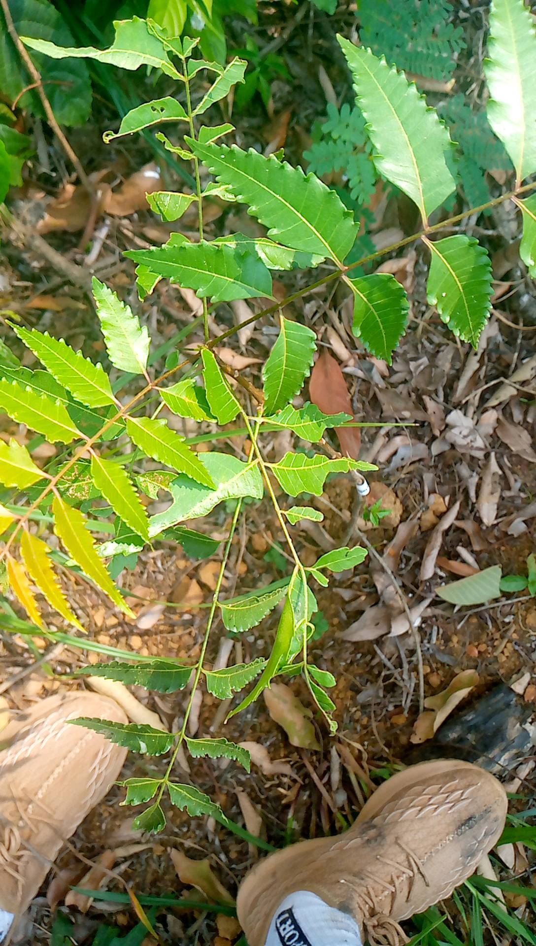 tree