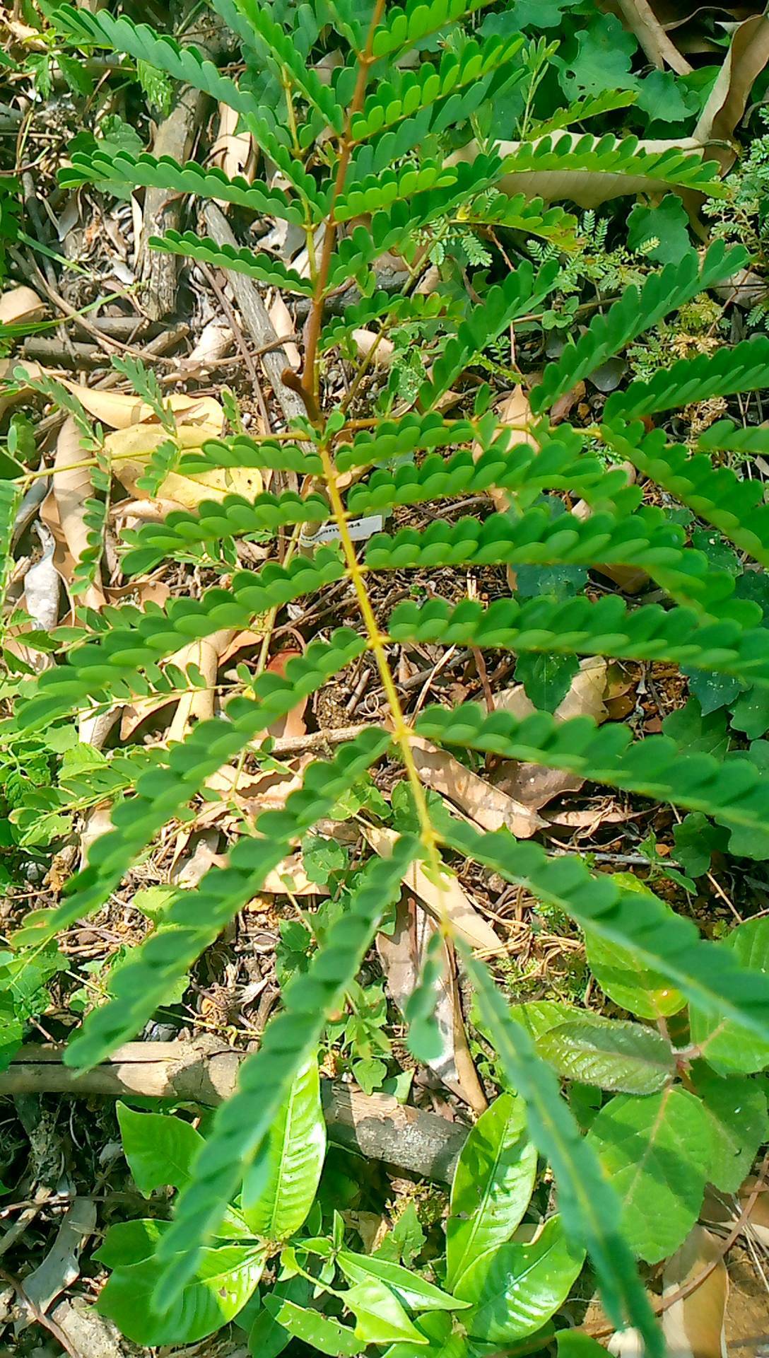 tree