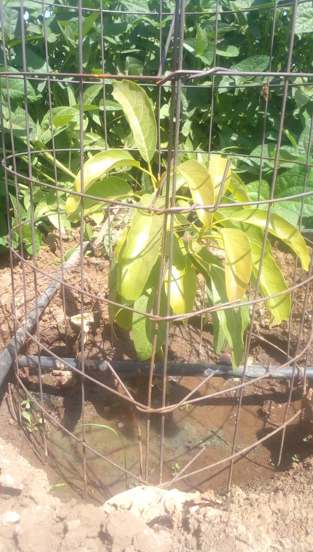 tree