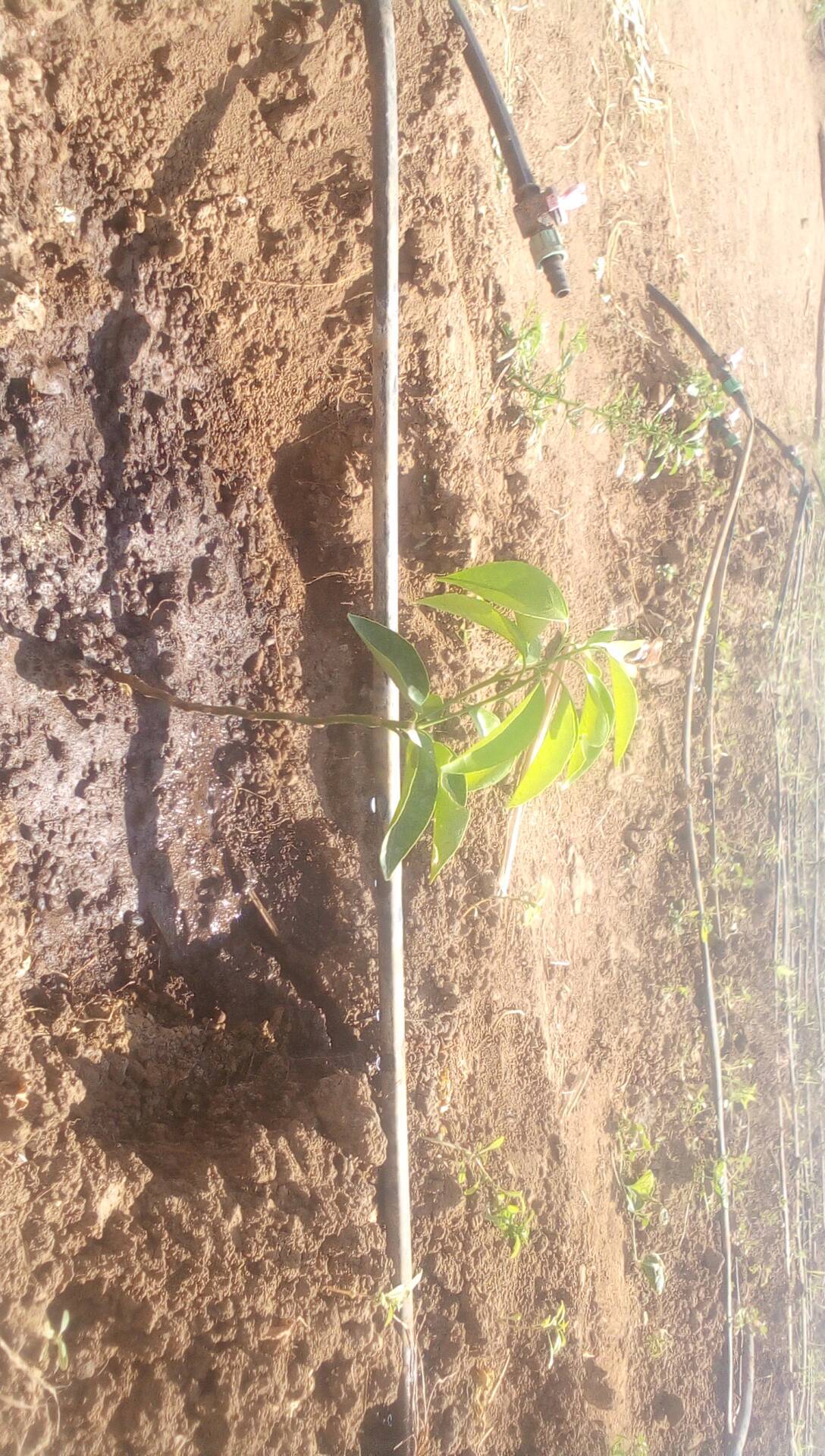 tree