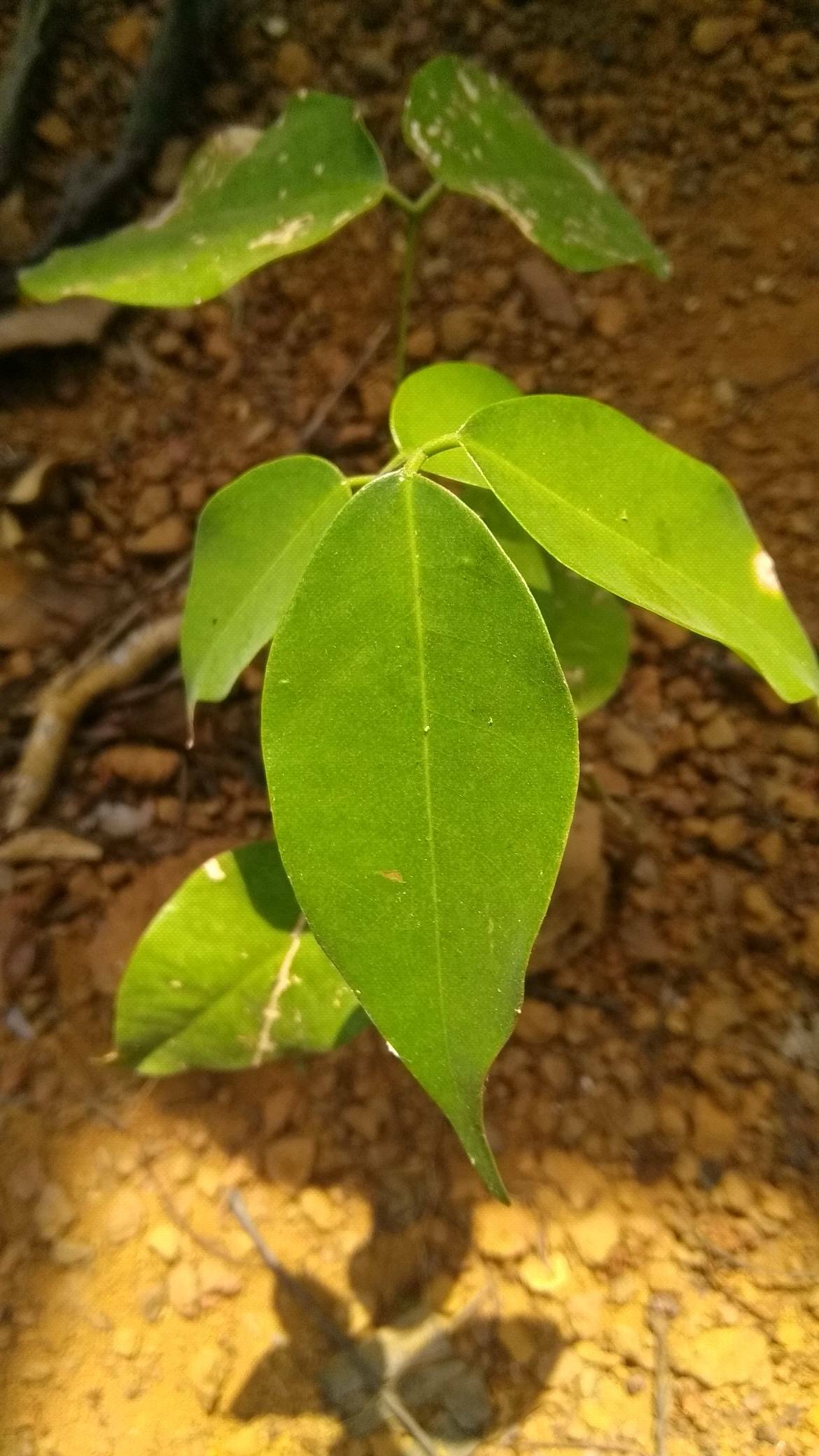 tree