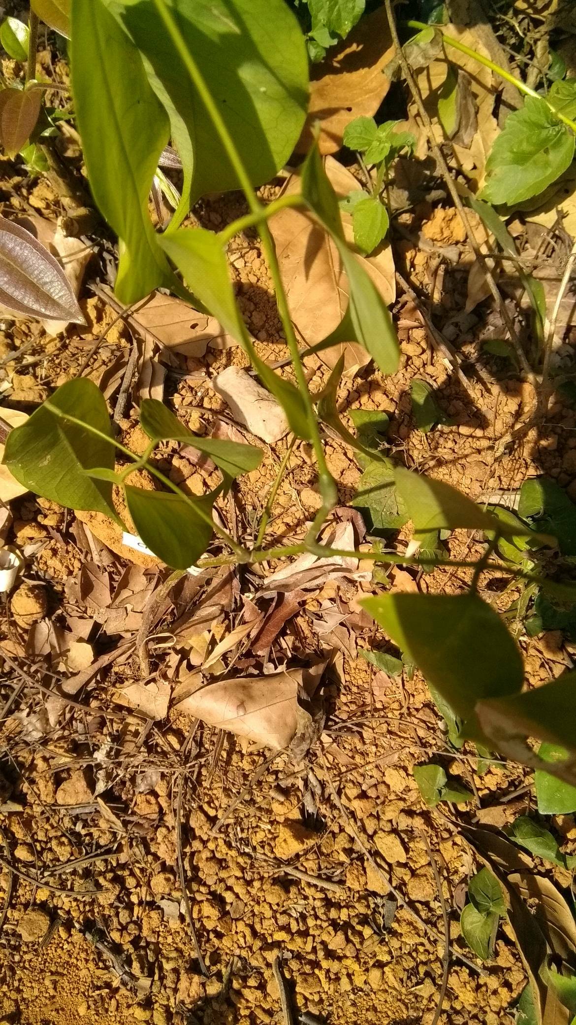 tree