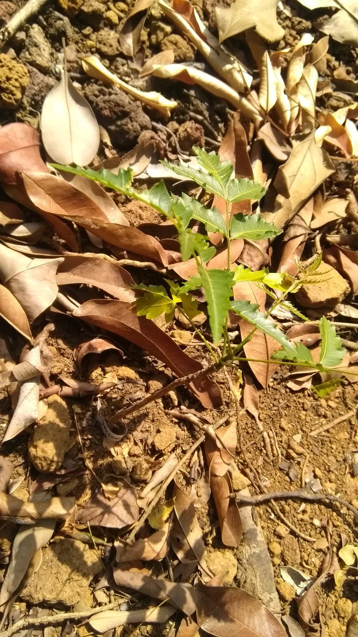 tree