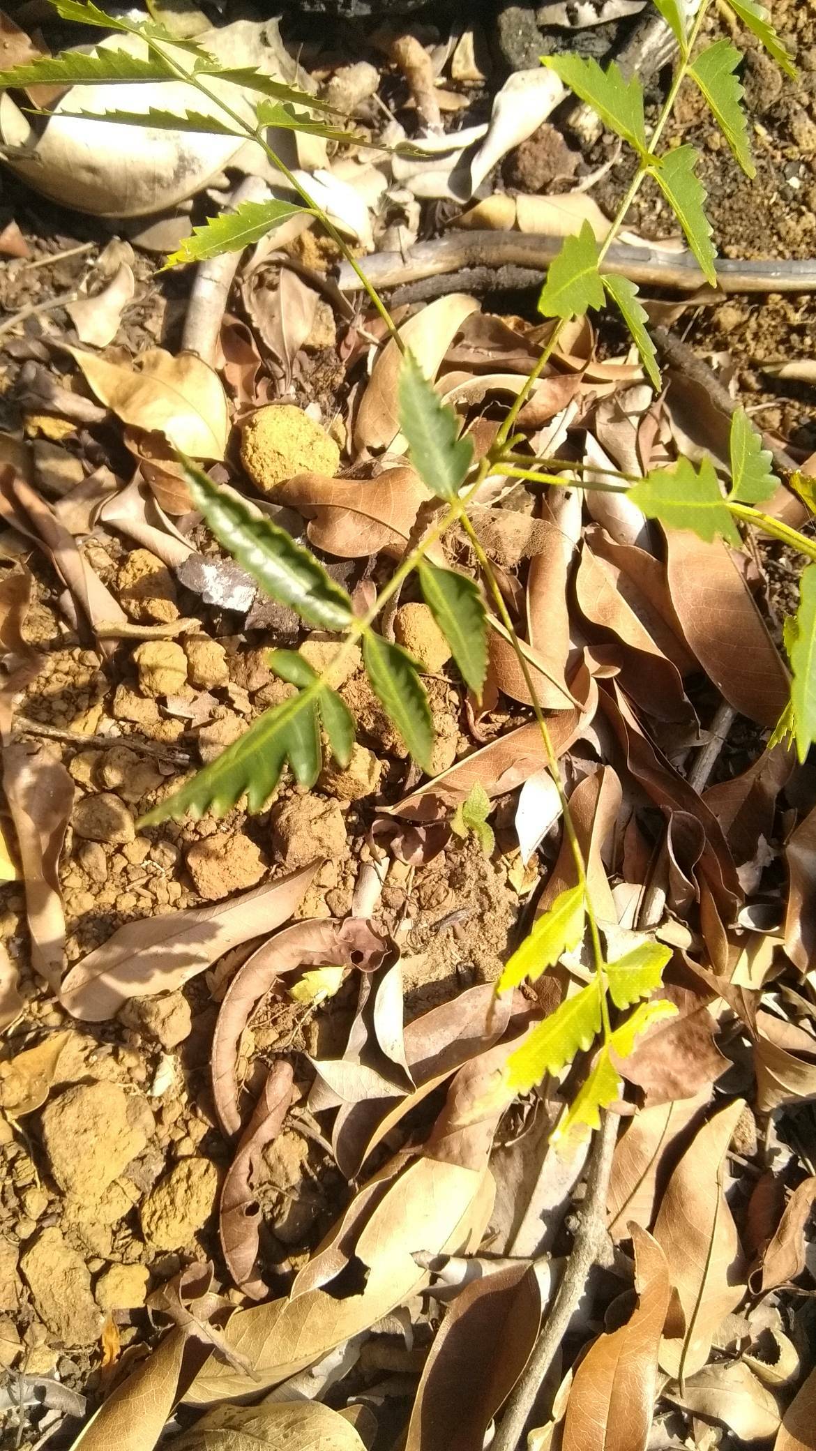 tree