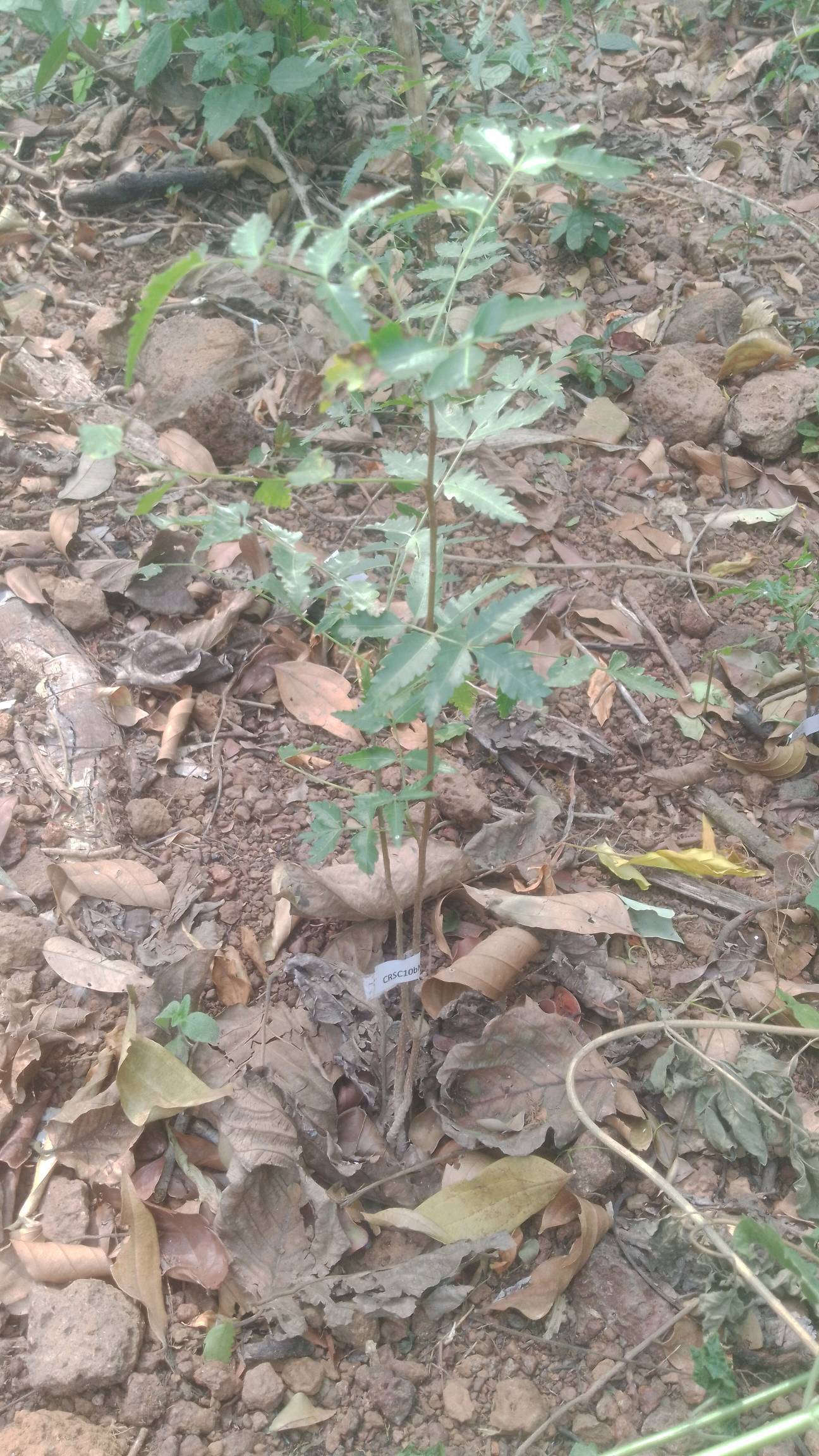 tree