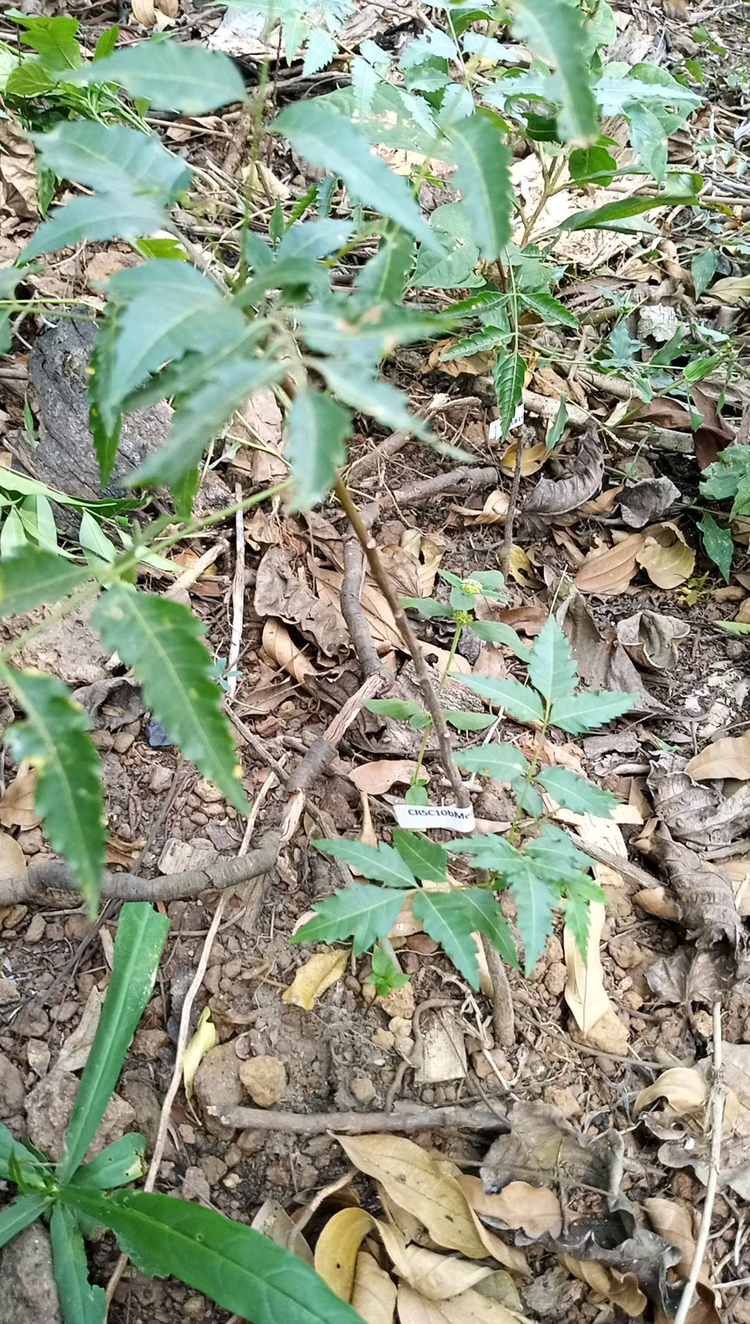 tree
