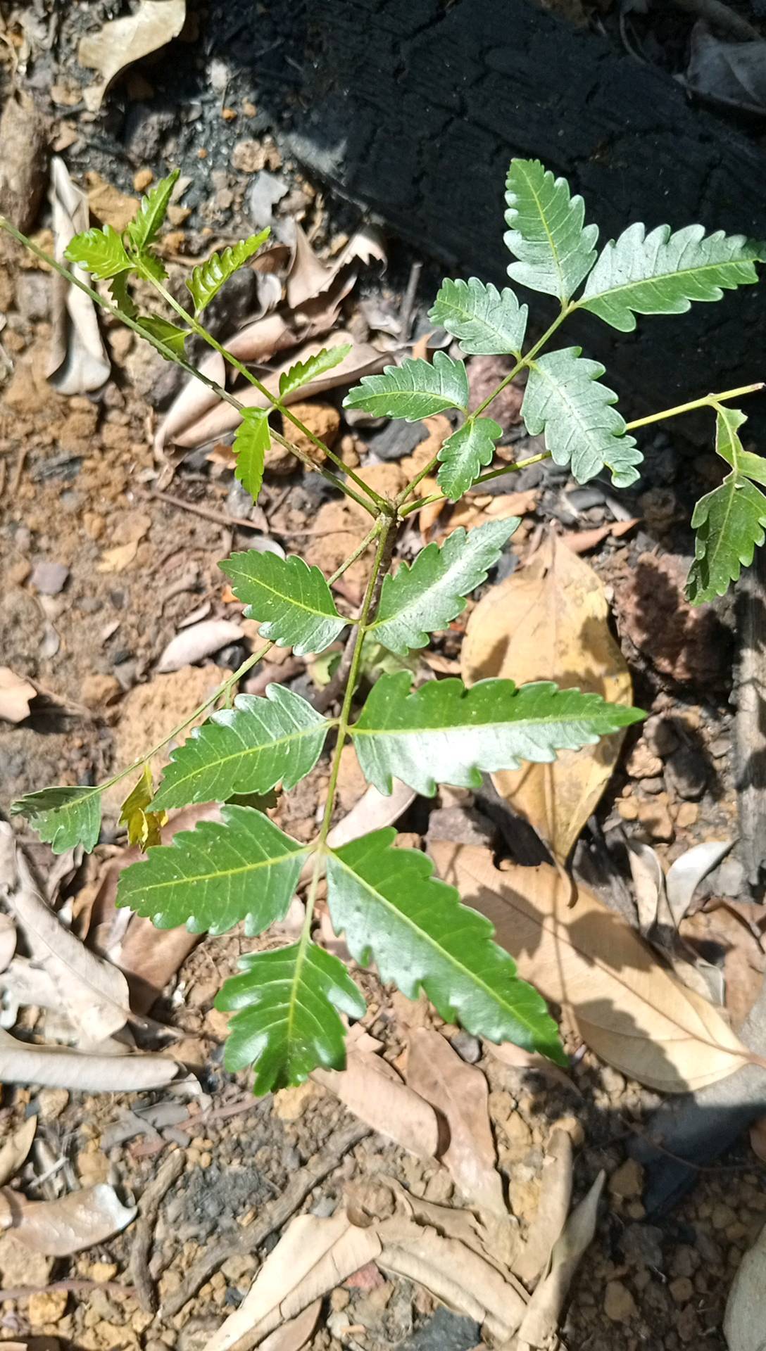 tree