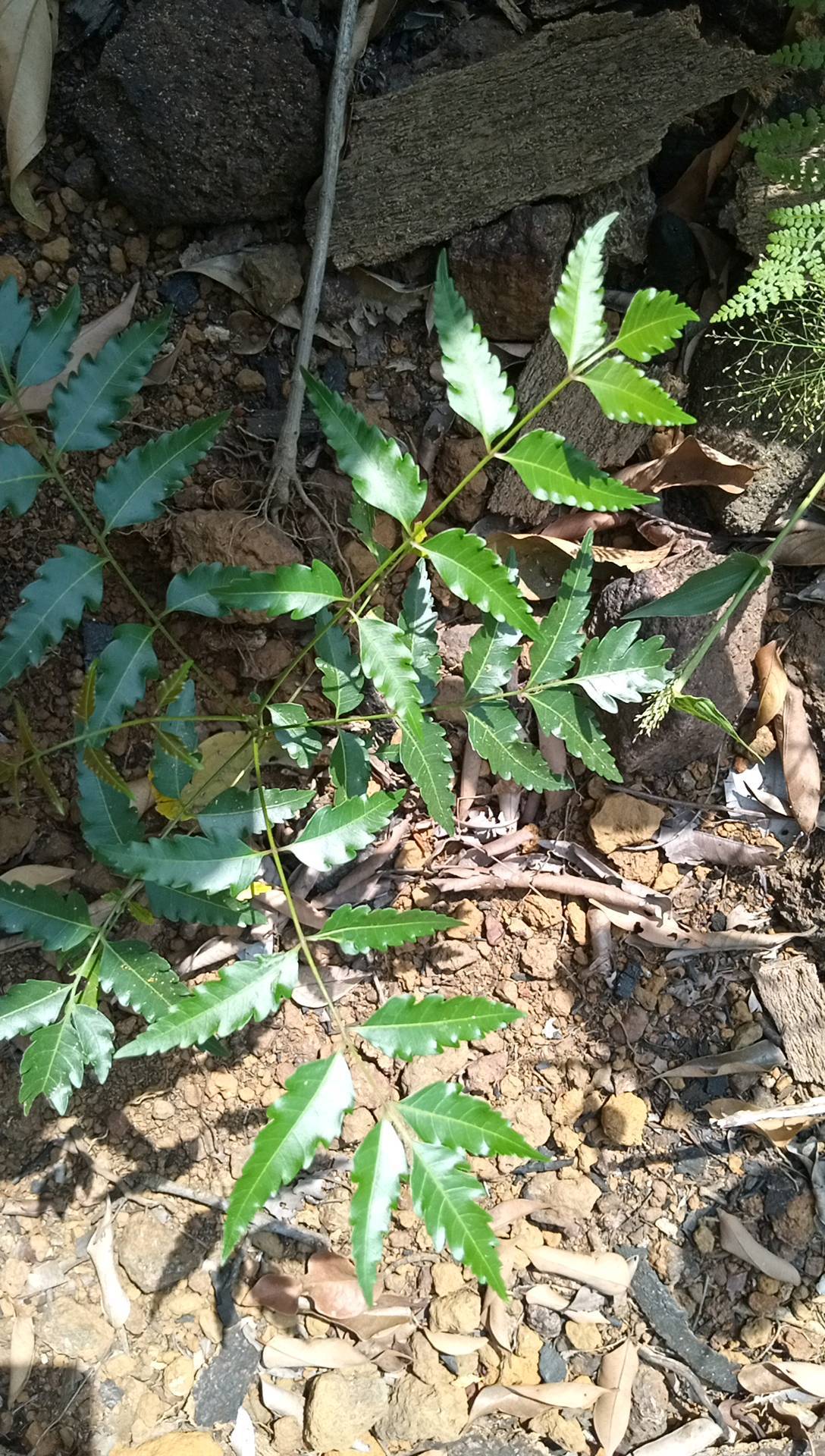 tree