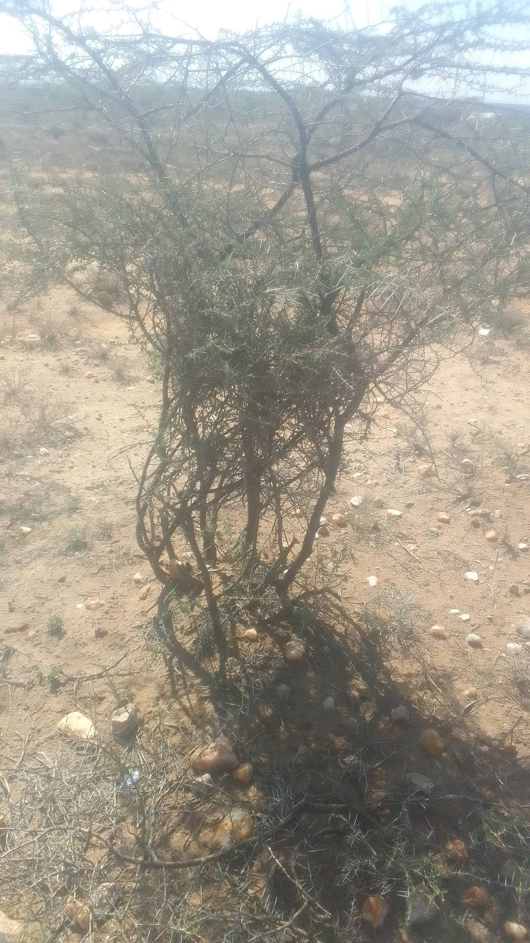 tree