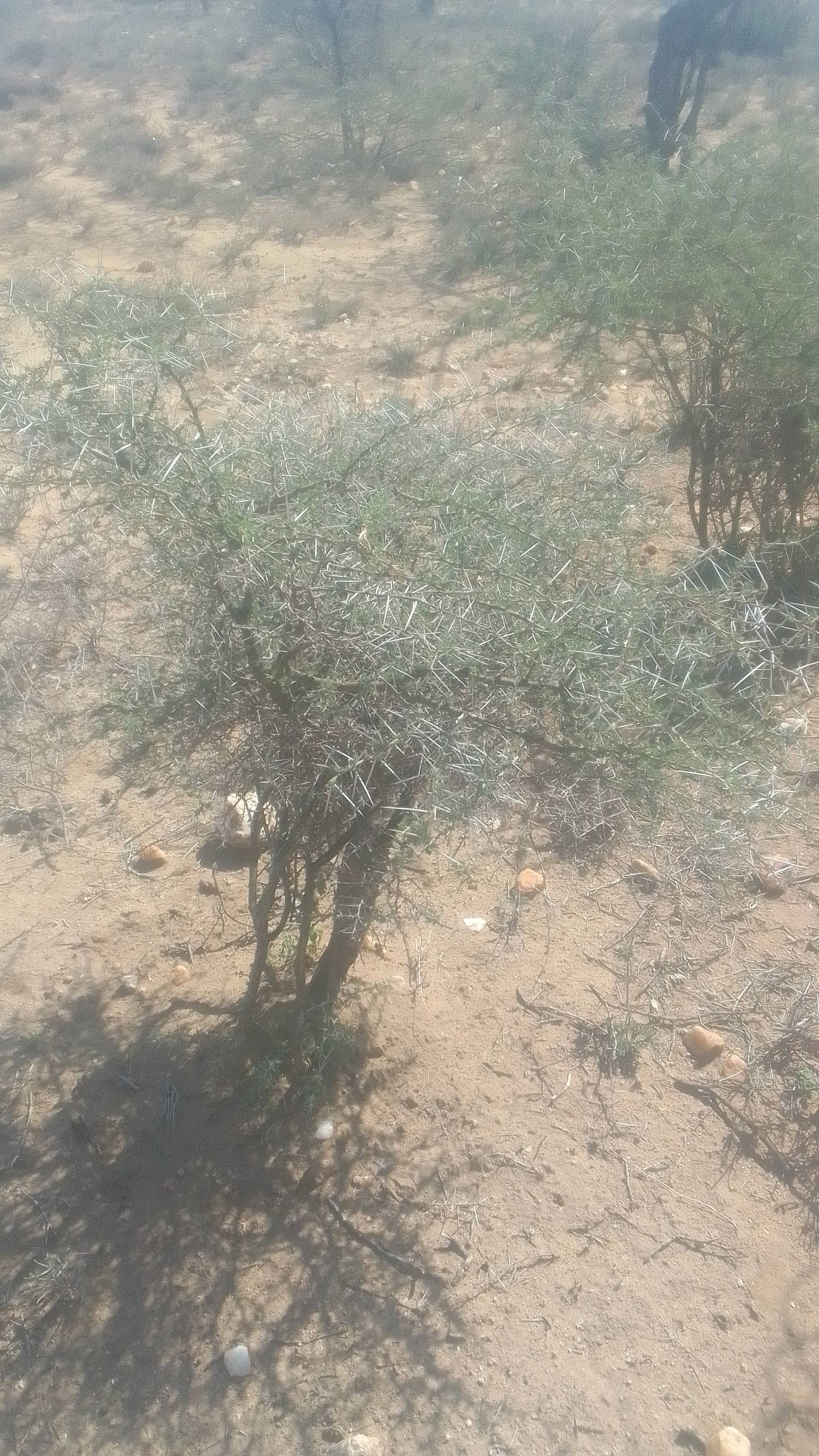 tree