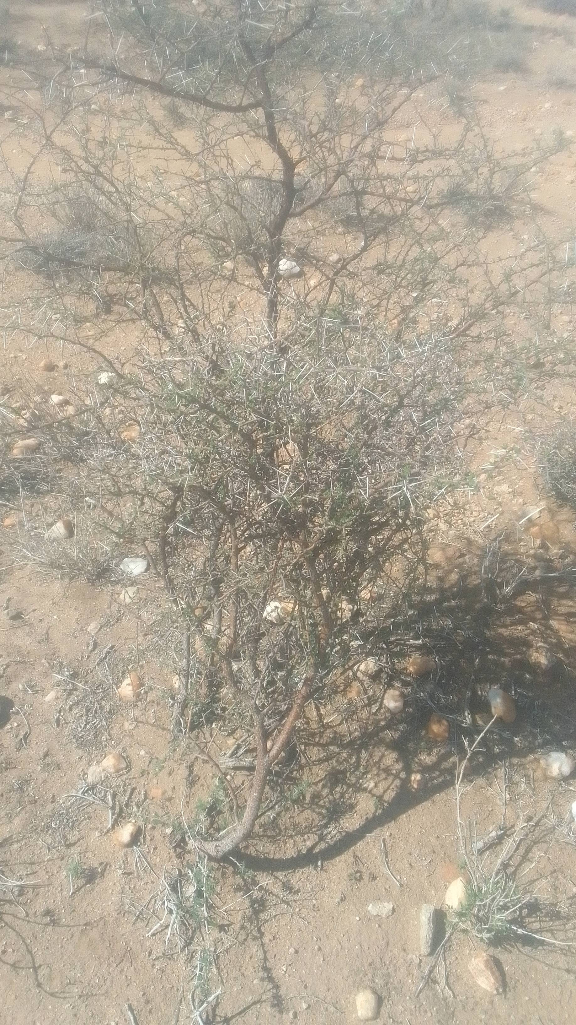 tree