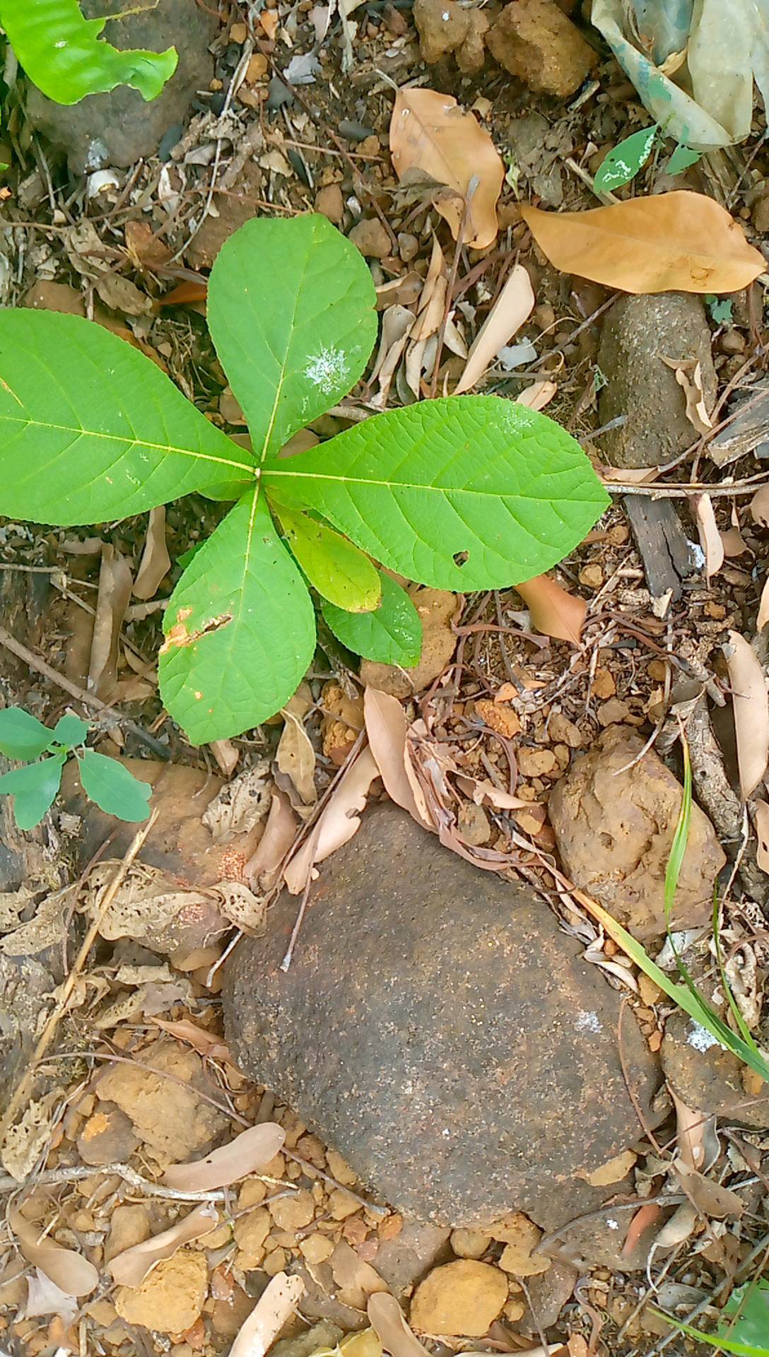tree
