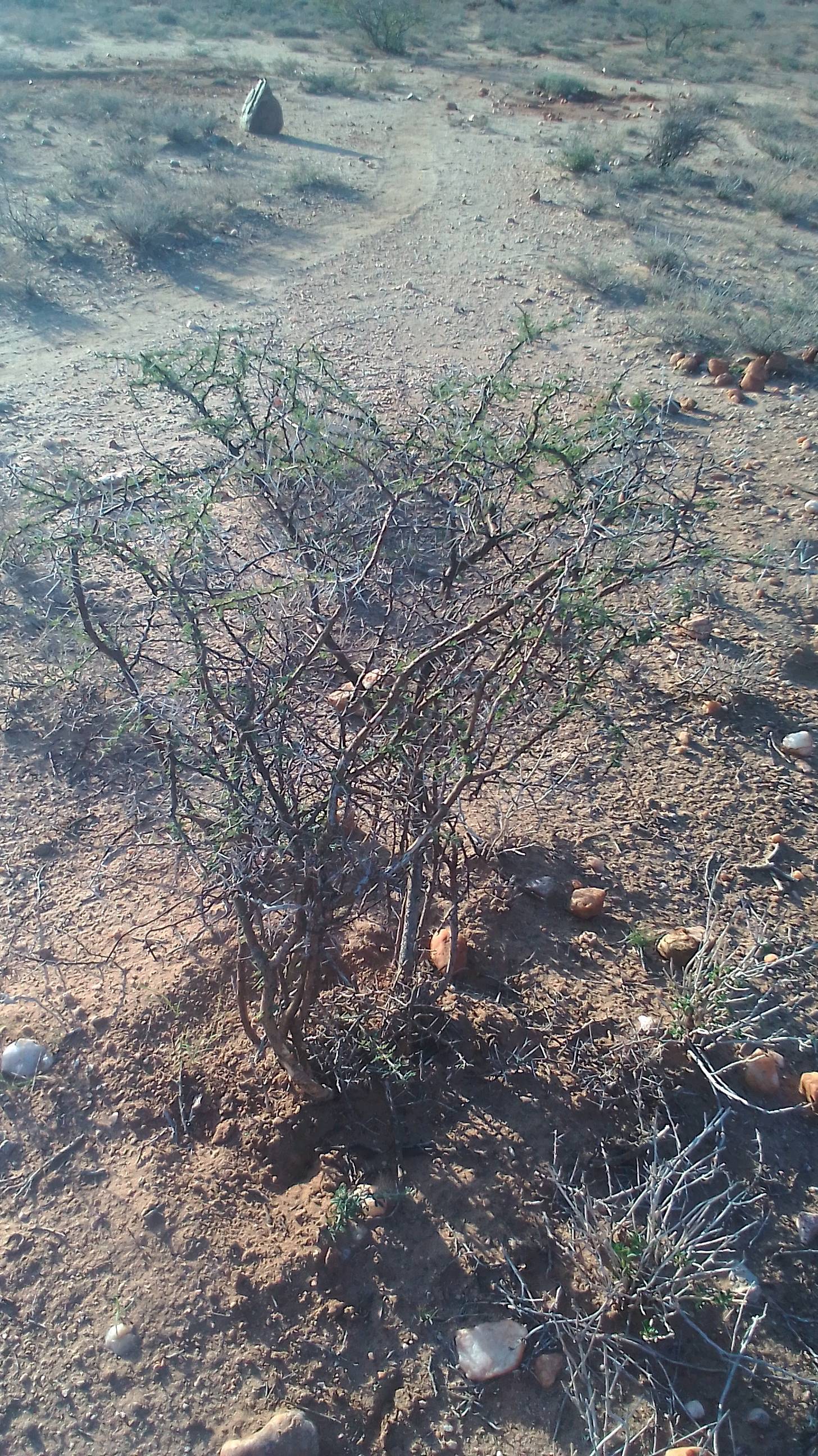 tree