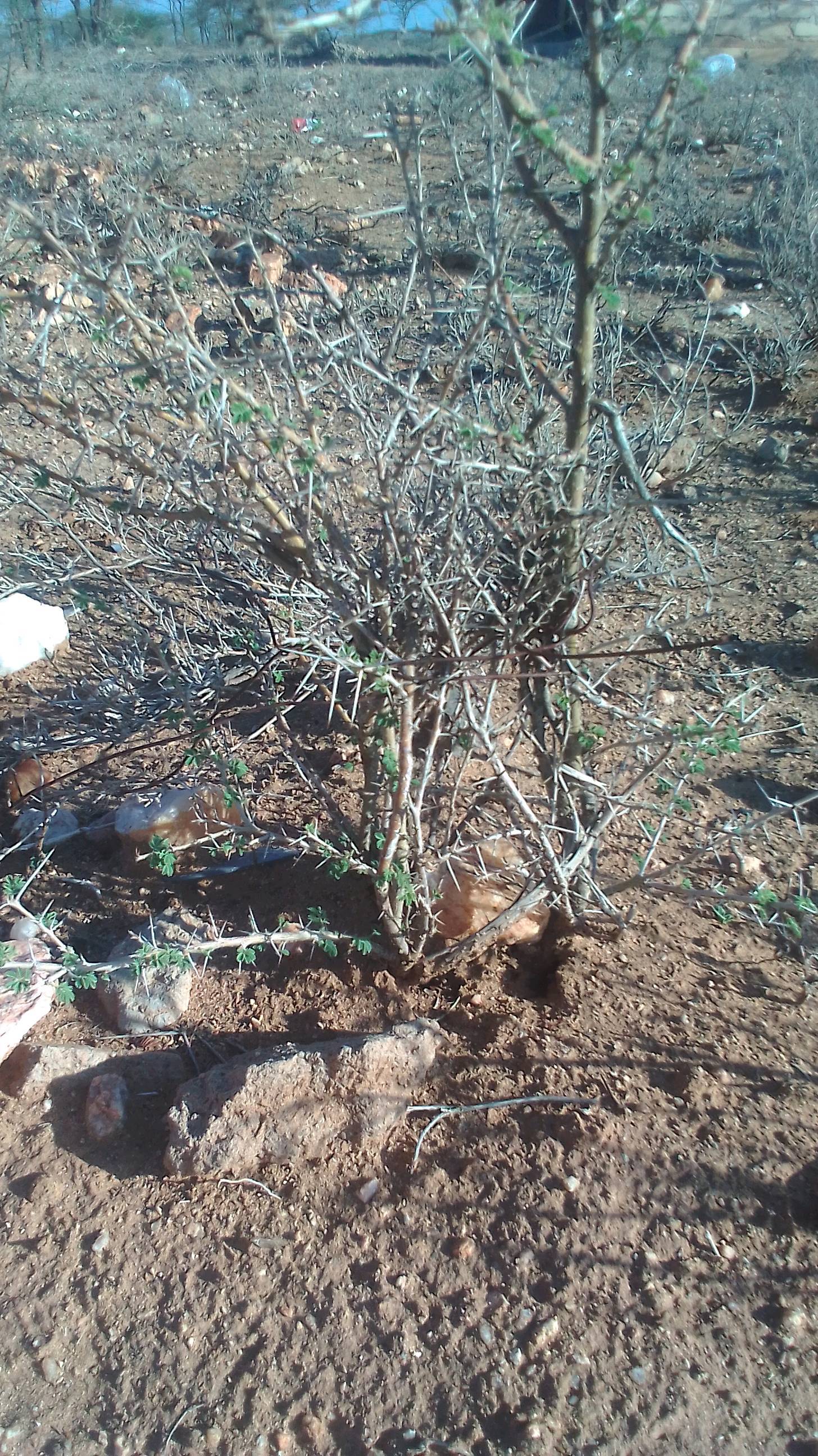 tree
