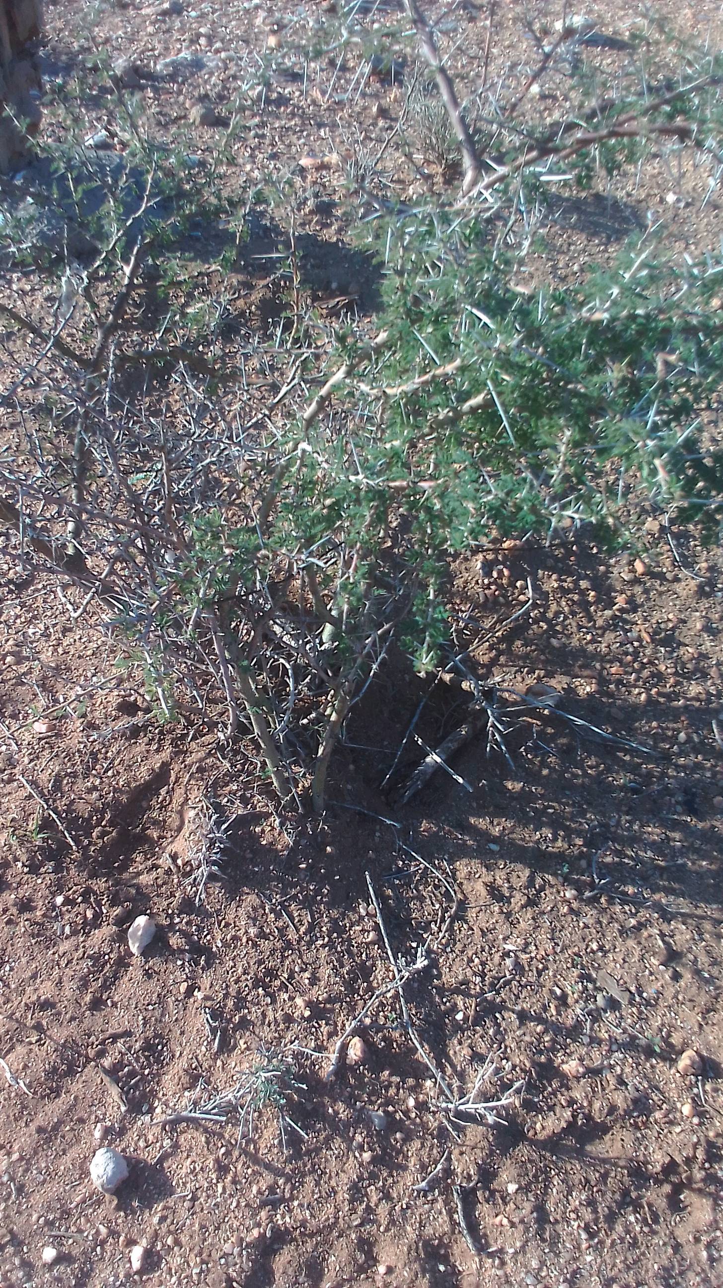 tree